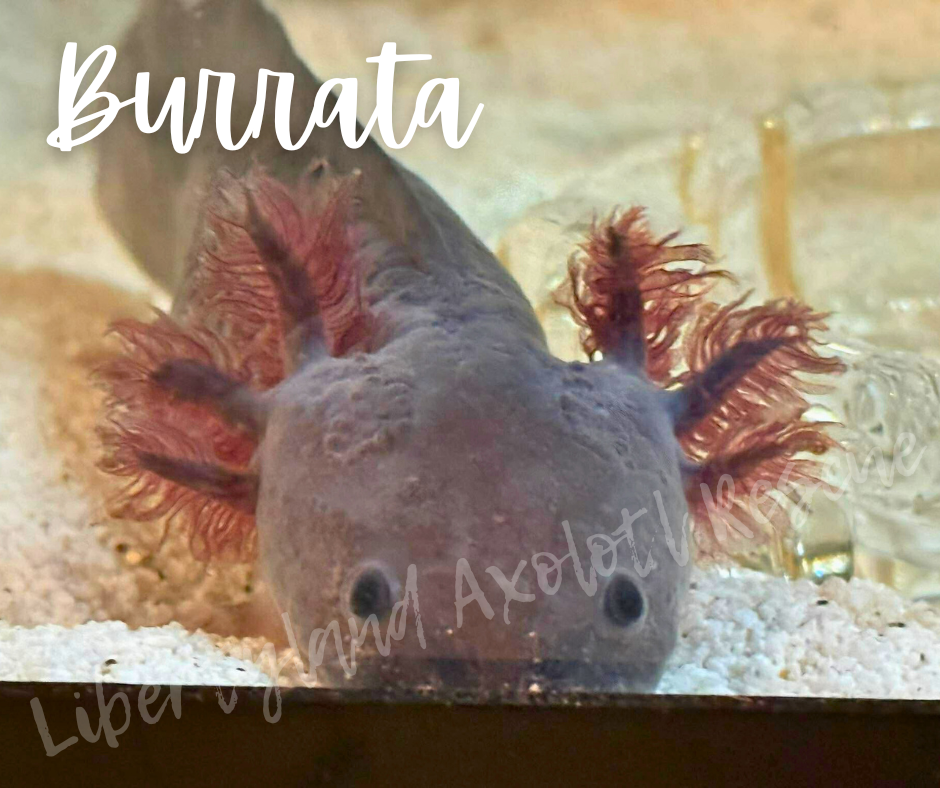 Burrata (3).png