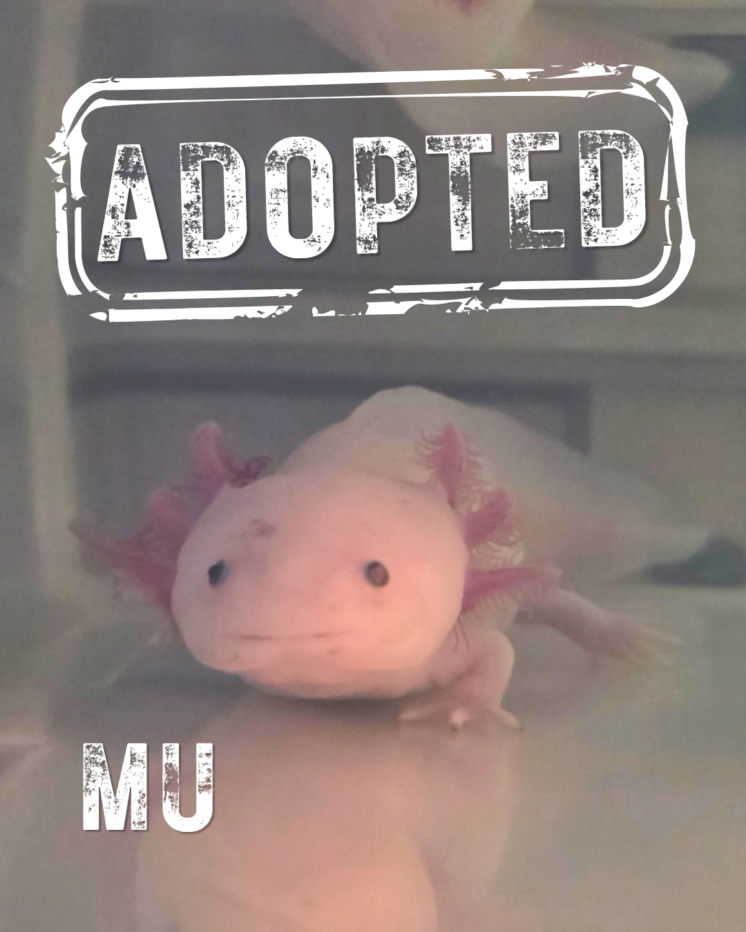 Mu.png