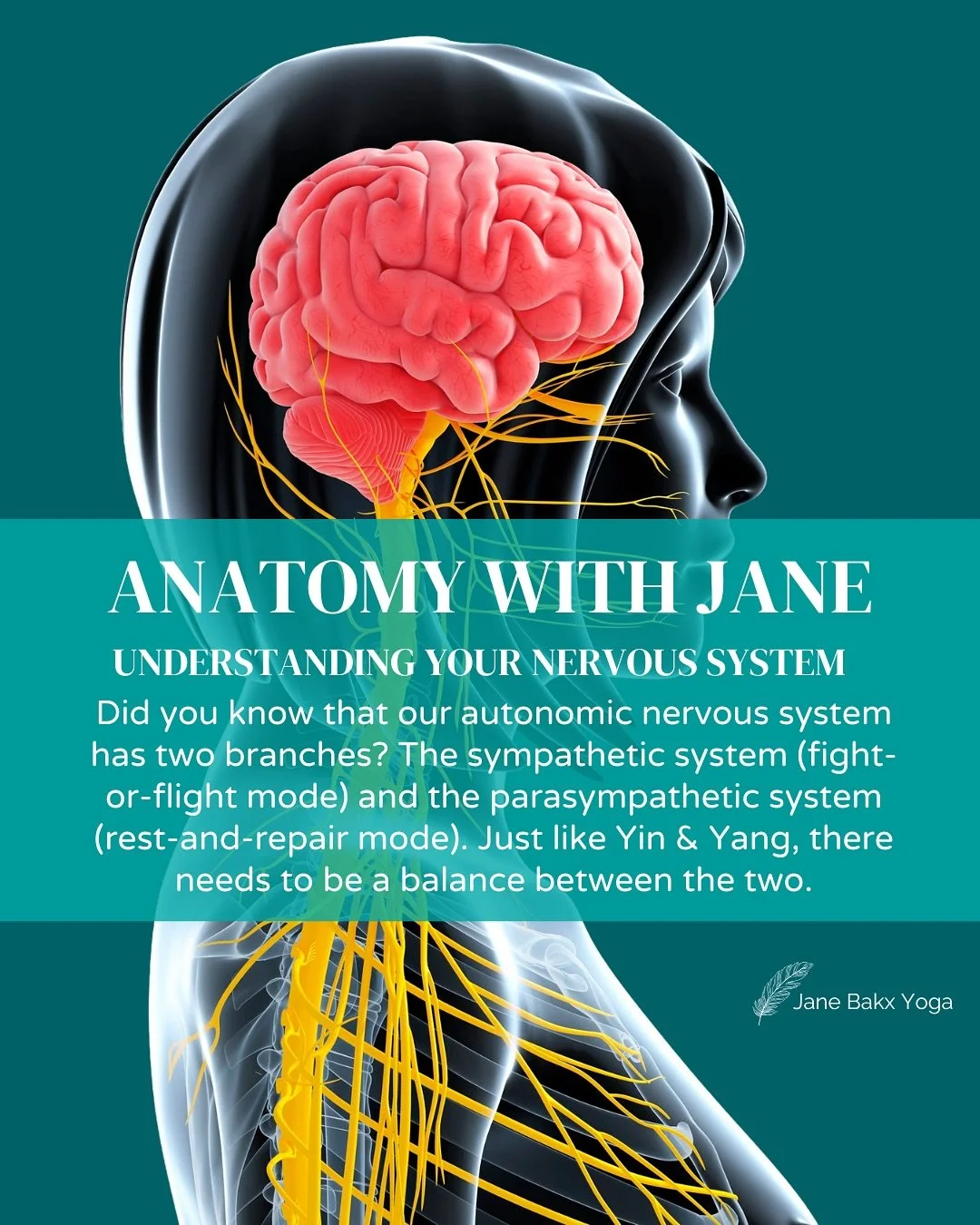 Our autonomic nervous system controls breathing, heart rate, digestion, and sleep. 
It has two branches: the sympathetic (fight-or-flight) branche and the parasympathetic (rest-and-repair) branche.

There should be a balance between these systems; fr