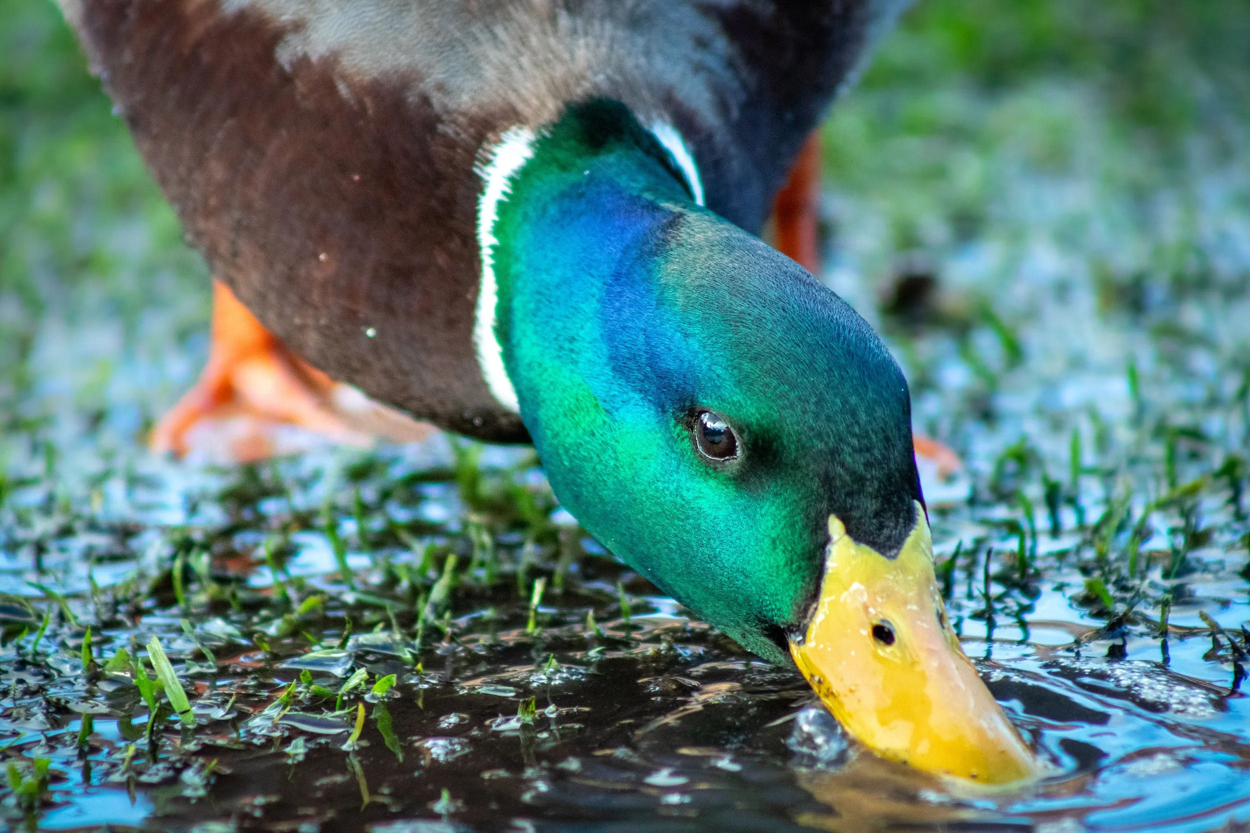 The Drinking Duck