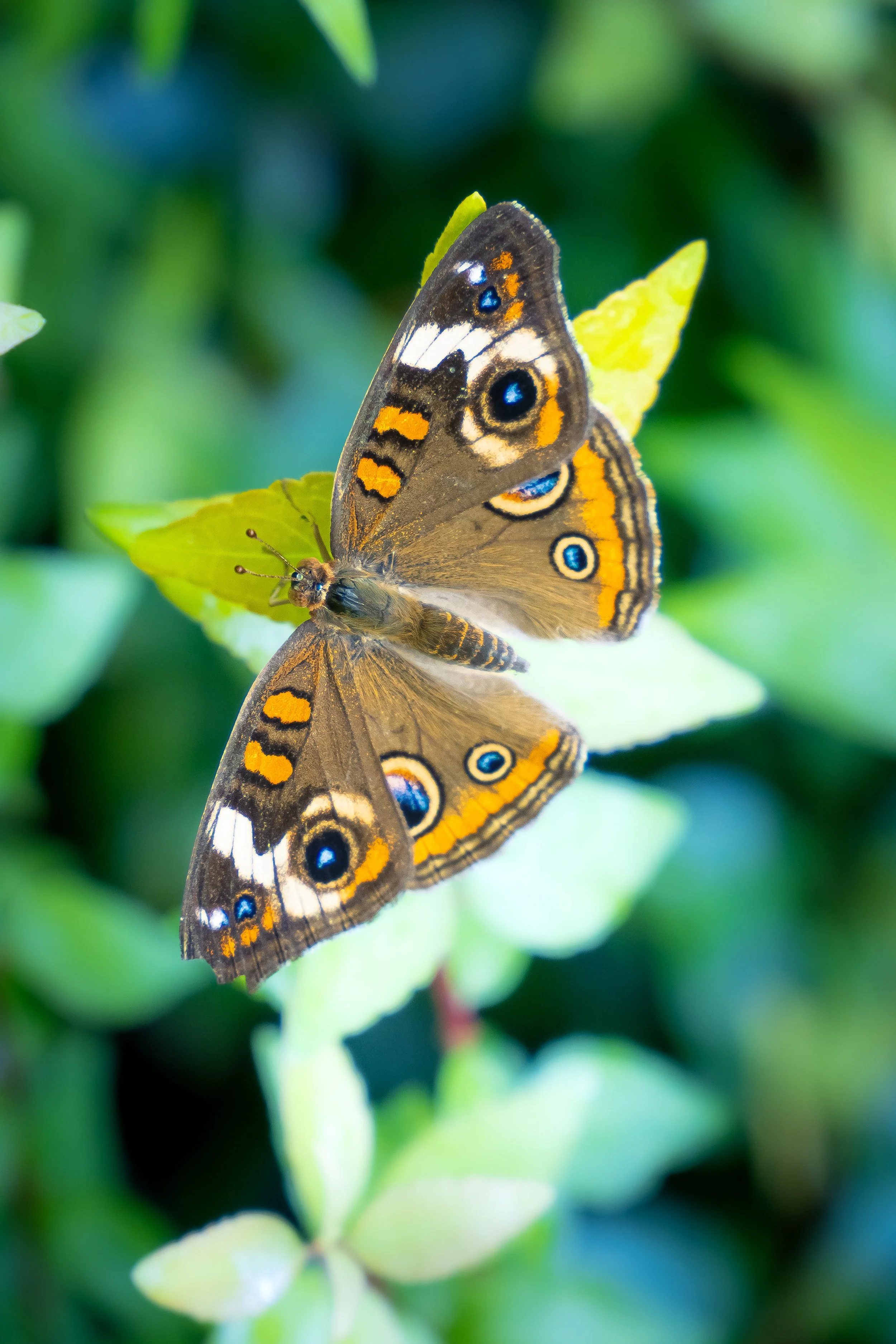 Bird’s-Eye Buckeye