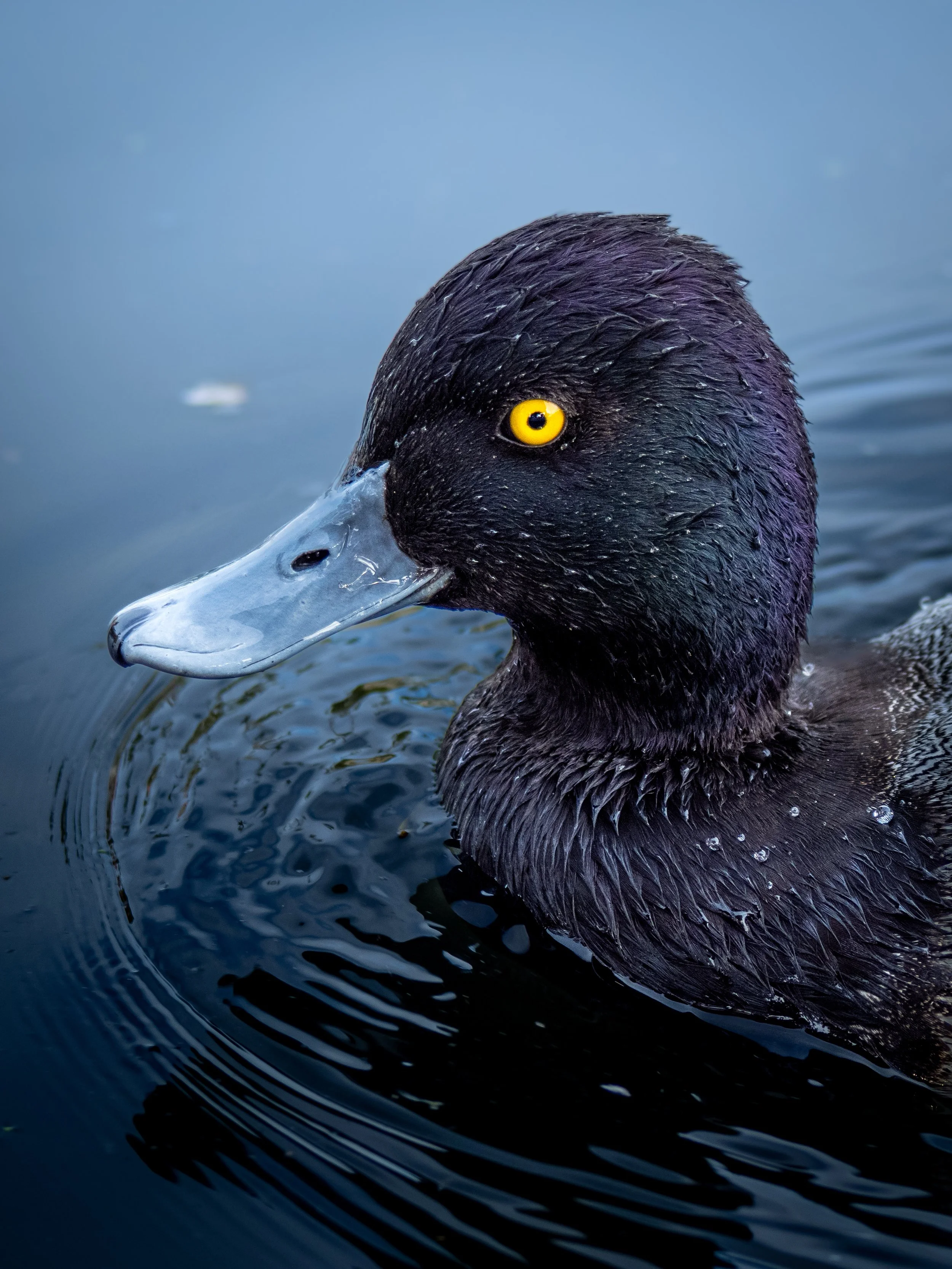 Lesser Scaup
