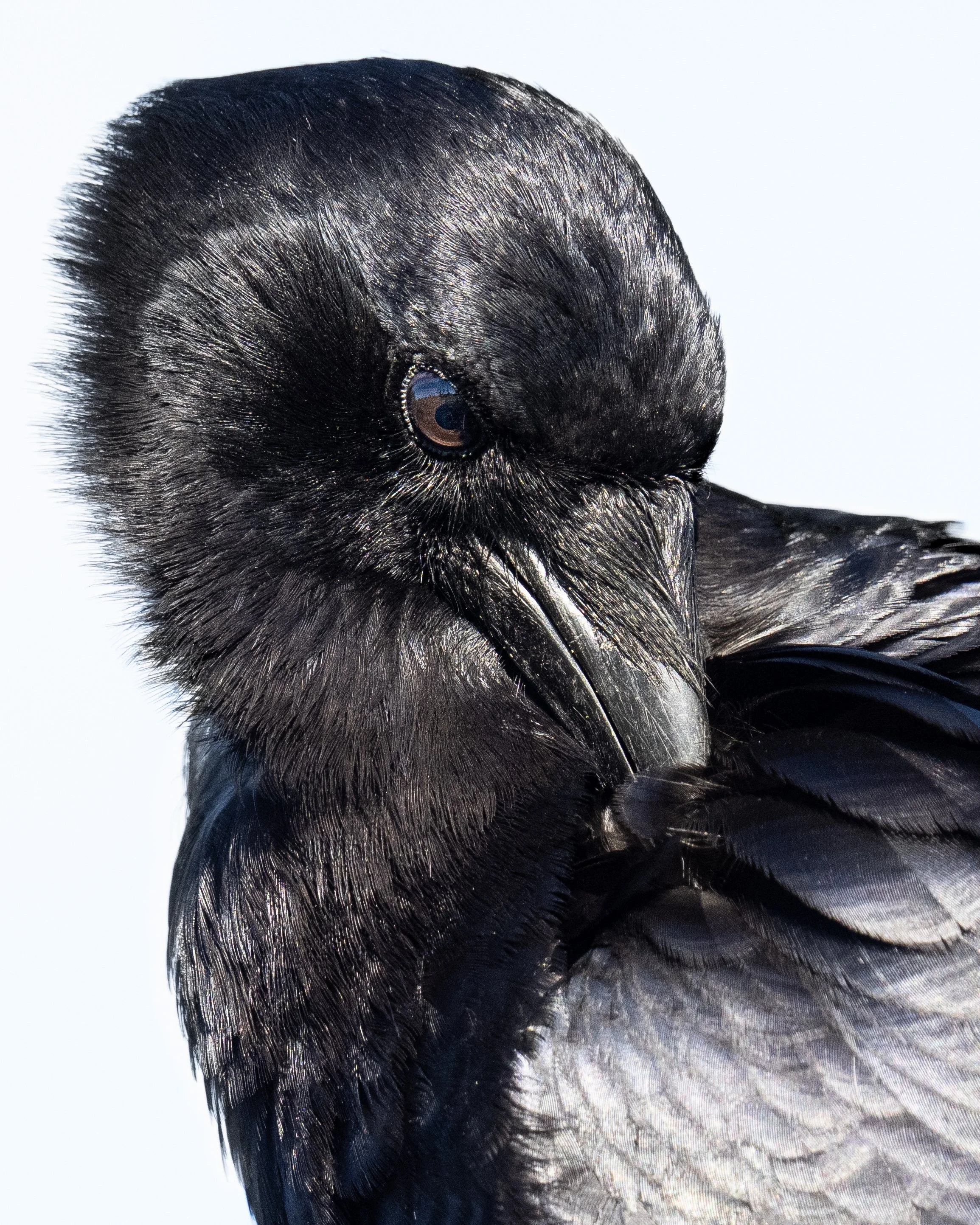 The Crow