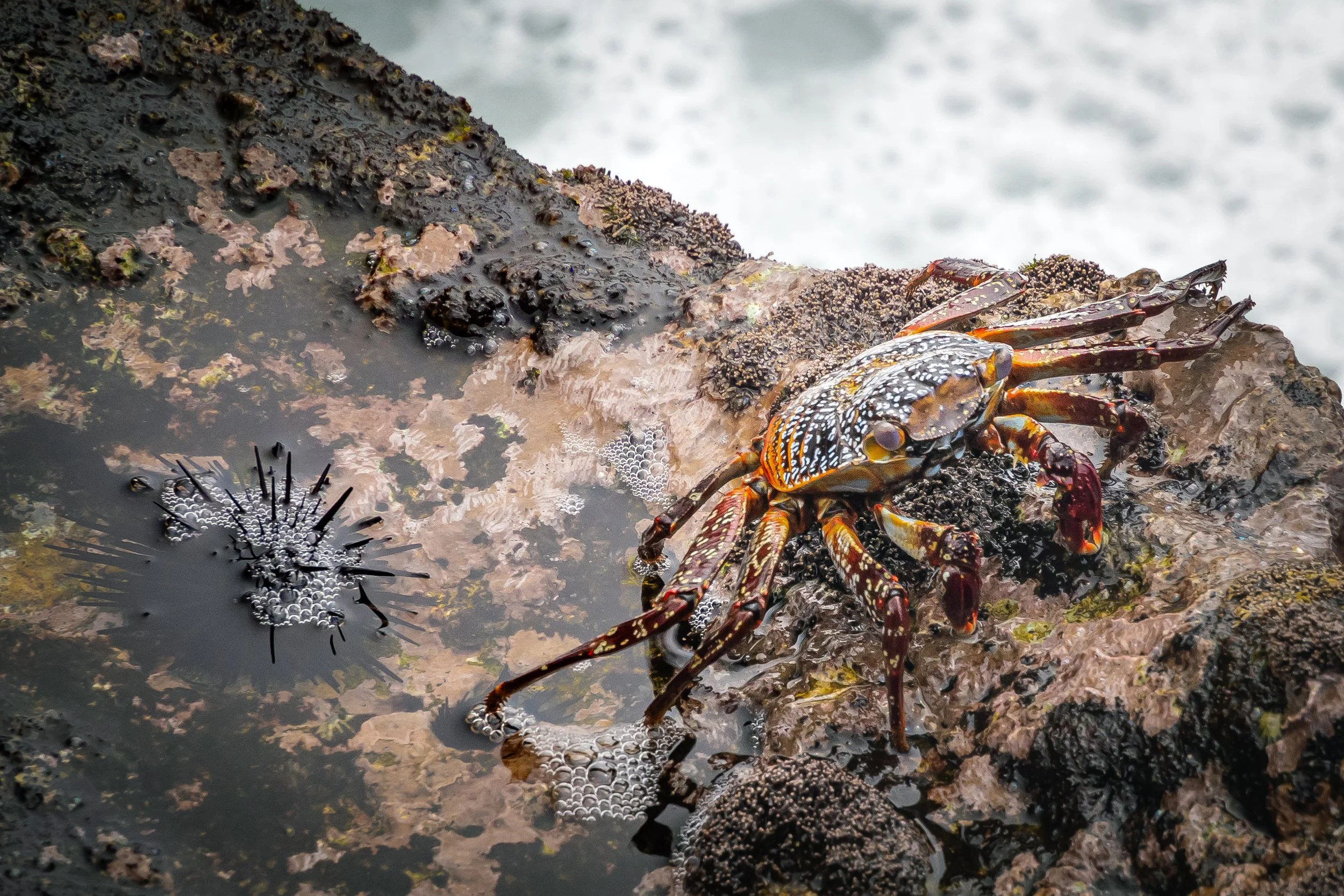 See Crab, Sea Urchin