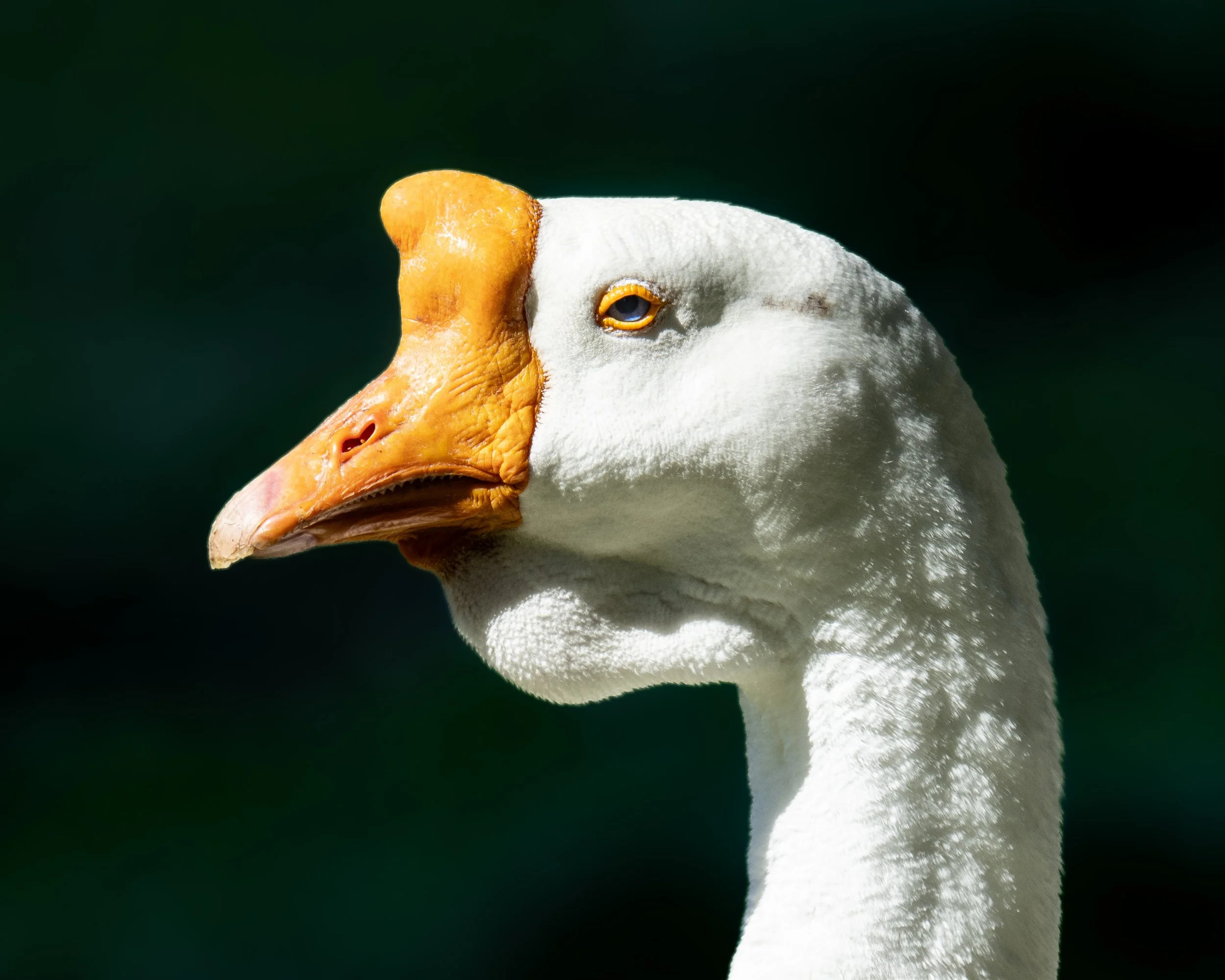 Resolute Goose