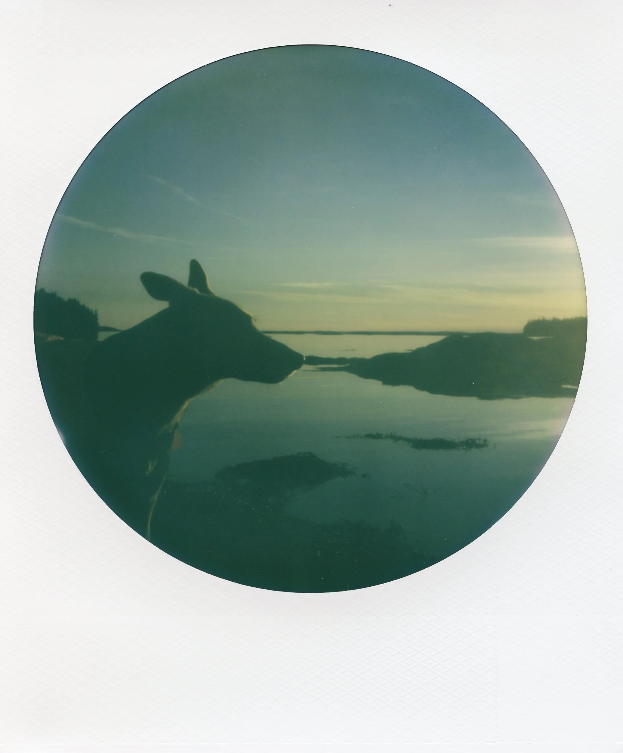 Dog by the ocean at sunset