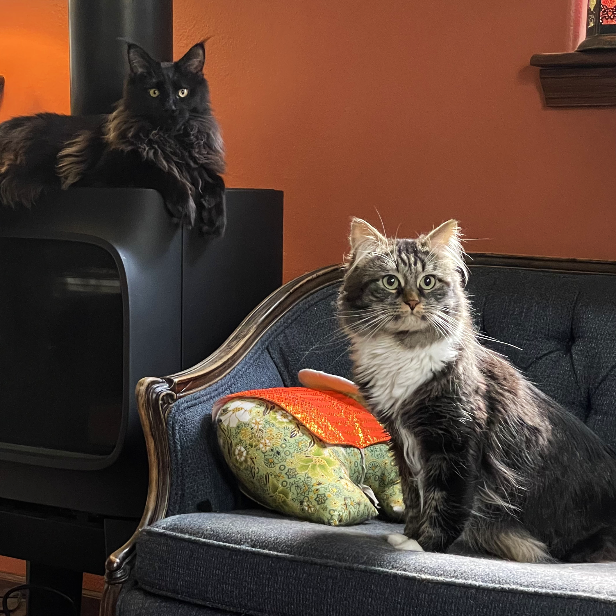 Our sweet boys, Lucifer and Hobbes.