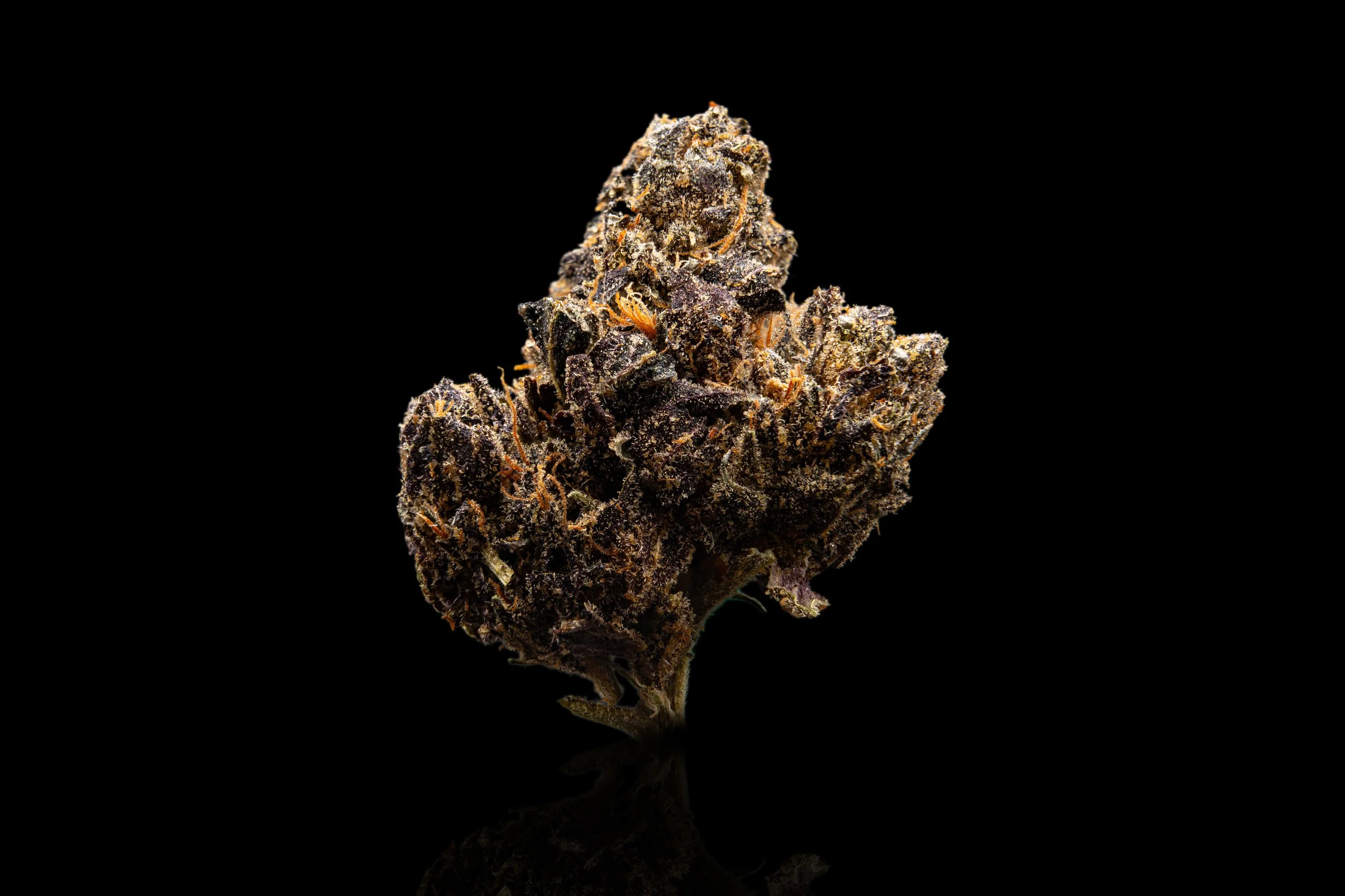 Black domina cannabis strain photography
