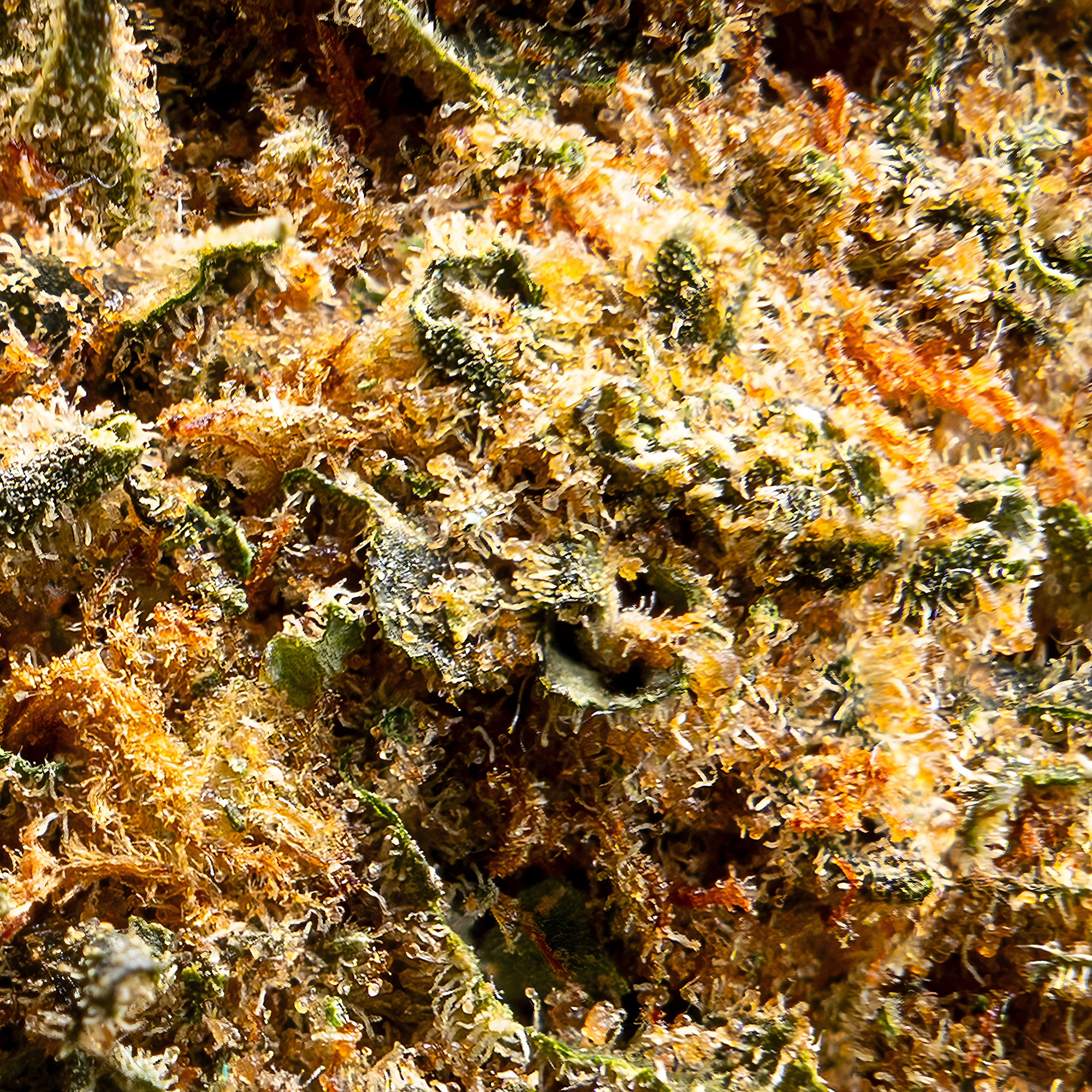 cannabis photography light saber champ city cannabis