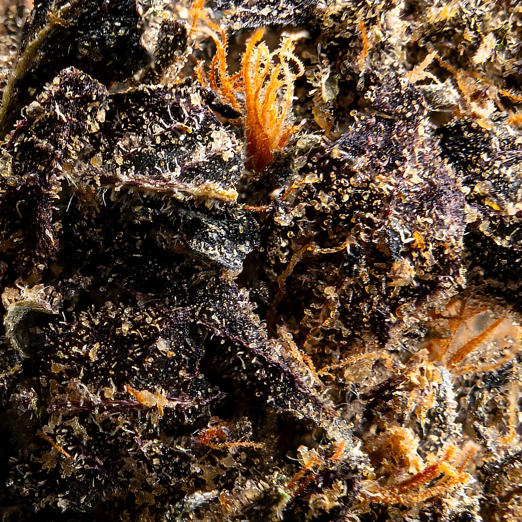 macro cannabis photography