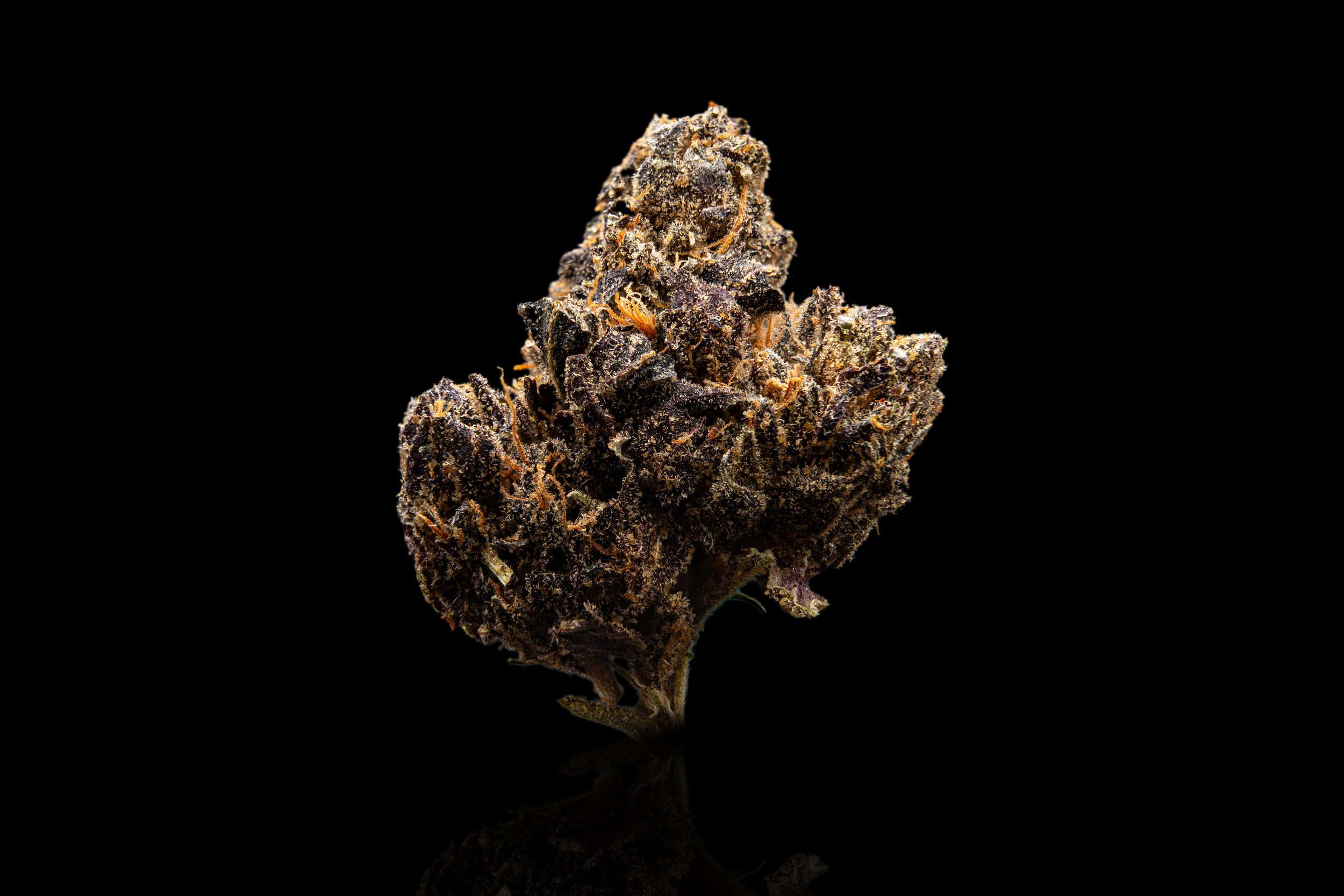 Budshot 2 (landscape) - Copy.jpg