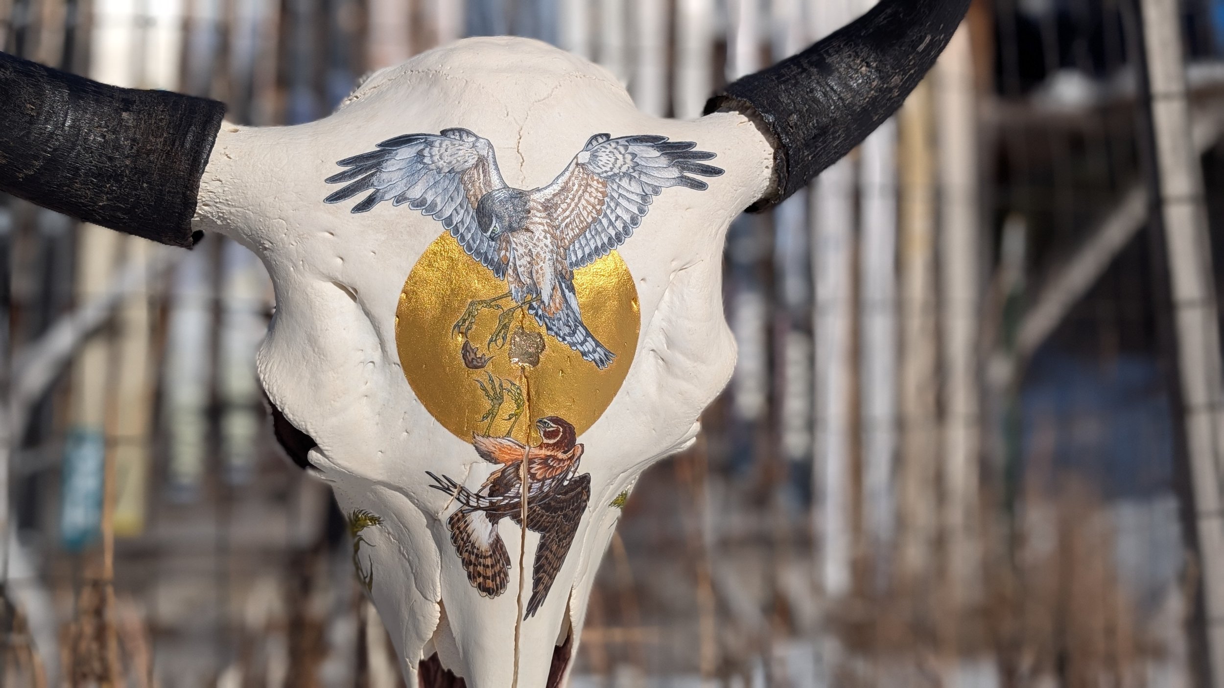 Marsh Hawk Drop Hero.jpg