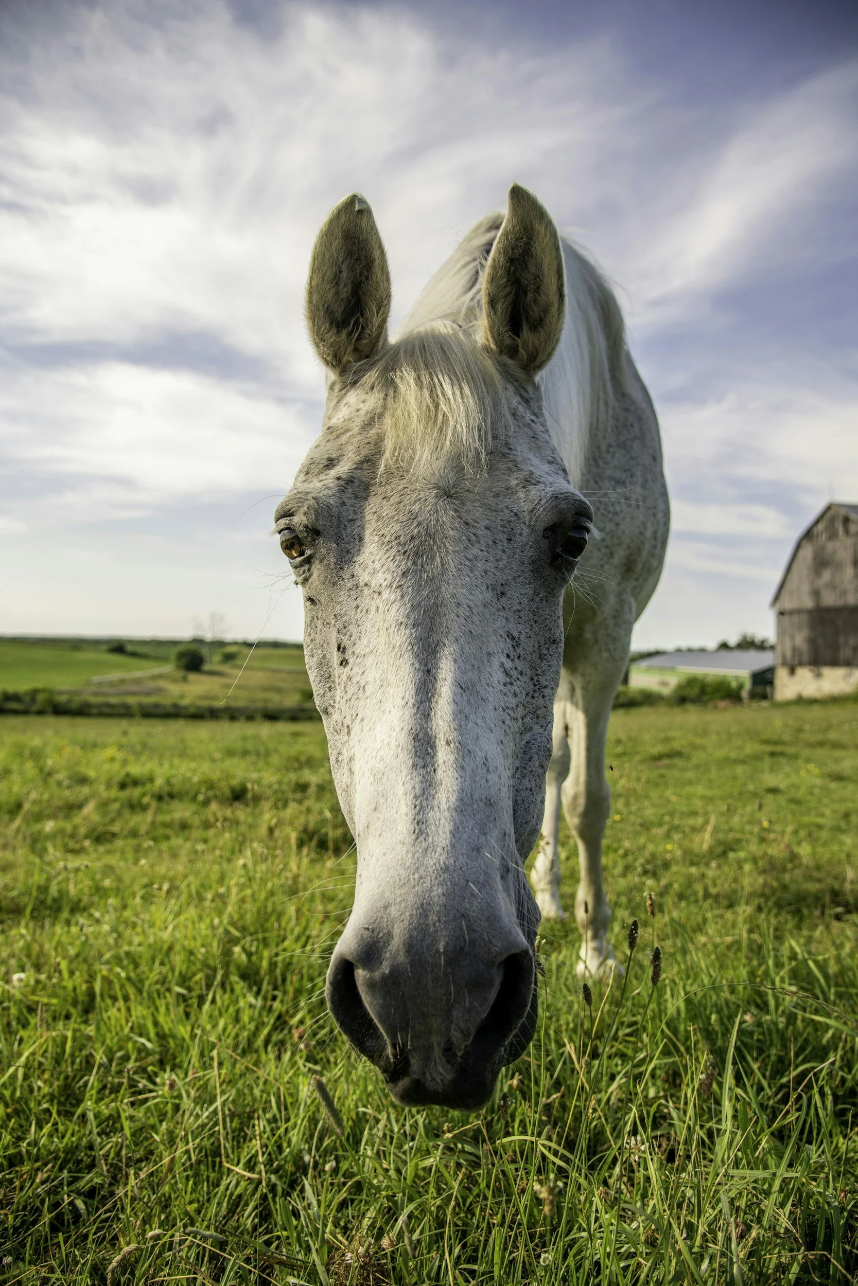 Close-up of a white horse with gray spots grazing on green grass in a rural farm landscape under a blue sky with clouds.