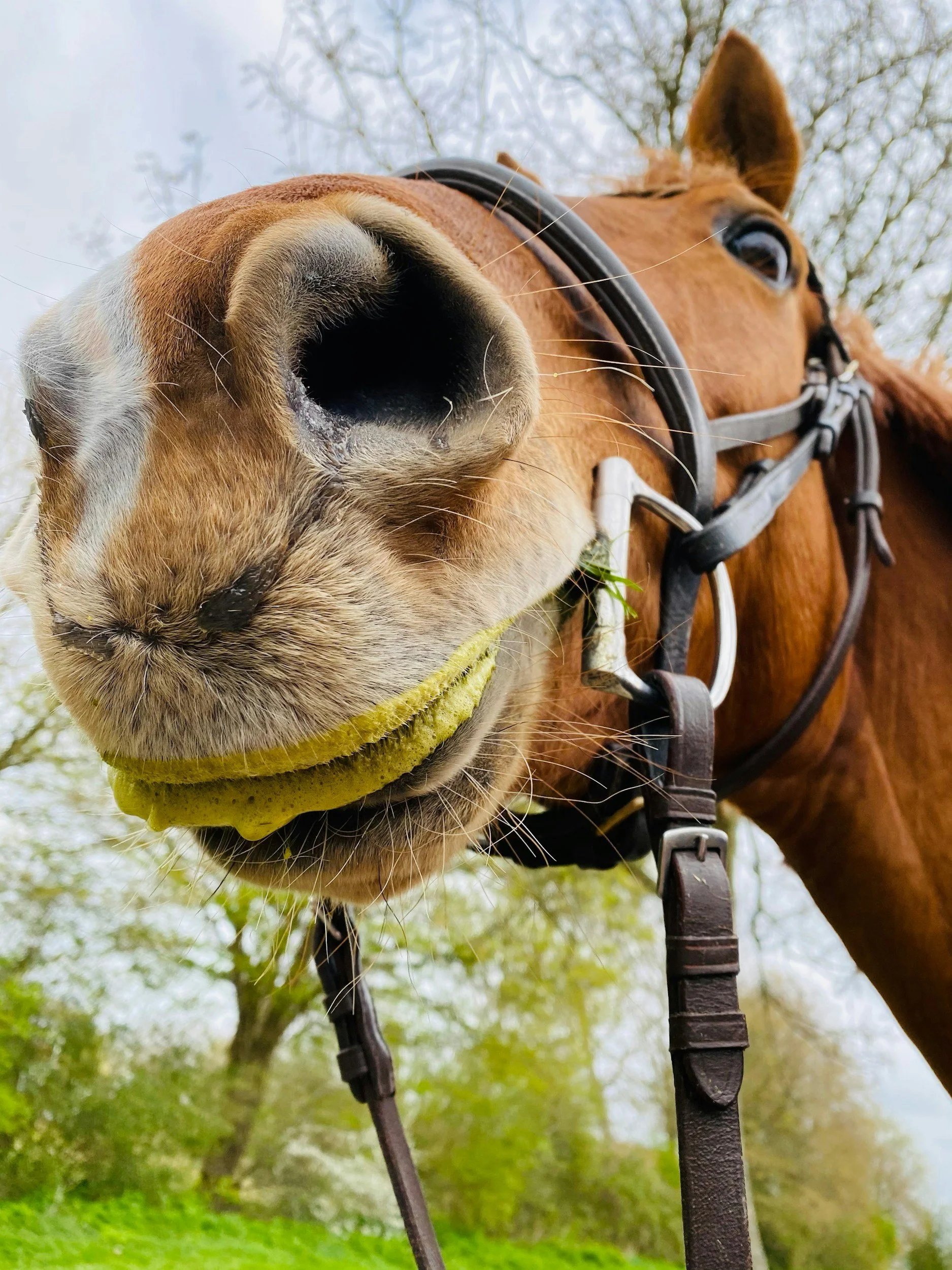 Close-up of a horse's nose with nostrils open, wearing a yellow noseband and bridle, with trees and sky in the background.