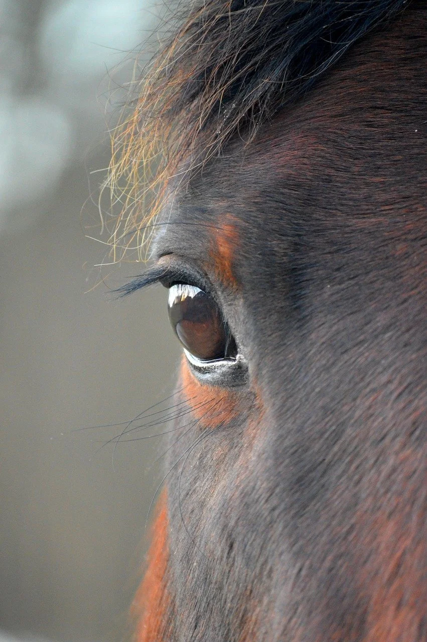 Close-up of a horse's eye and face, showing dark brown fur with some reddish and black shading.