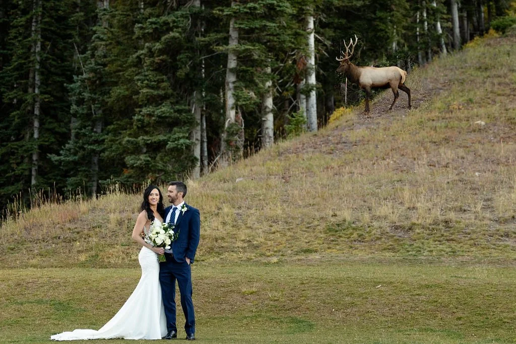 Bride and groom pose at San Sophia Overlook in Telluride, Colorado with a bull elk in the background