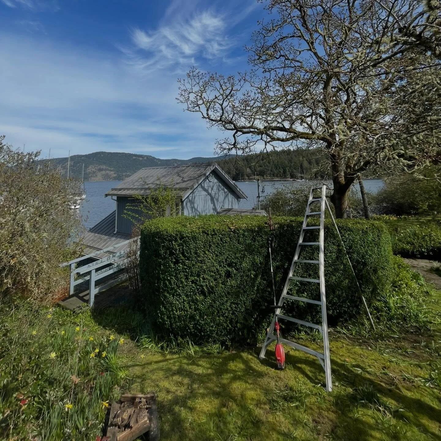 This little hedge had gotten a bit wild and just needed to be brought back to a more manageable shape. No problemo. It also had an amazing view of the water, so of course I was happy to do it. 🙂👌