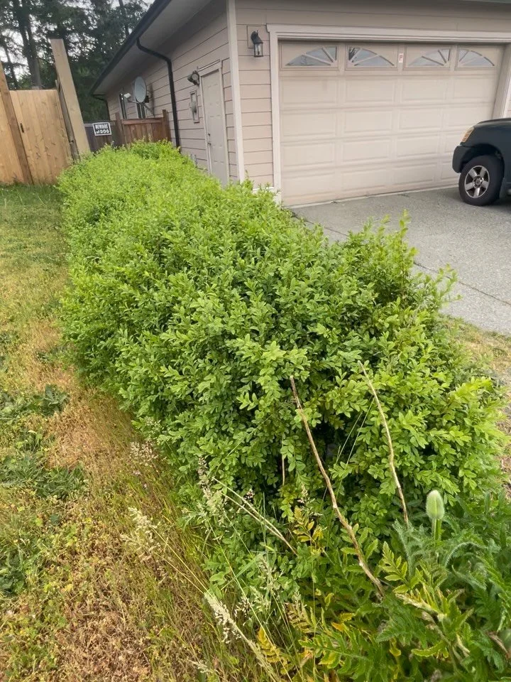 This fuzzy little boxwood had a couple seasons of growth and the client wanted to reel it back in and give it some shape. No problem. 🤌 #hedge #boxwood #sirclipsalot