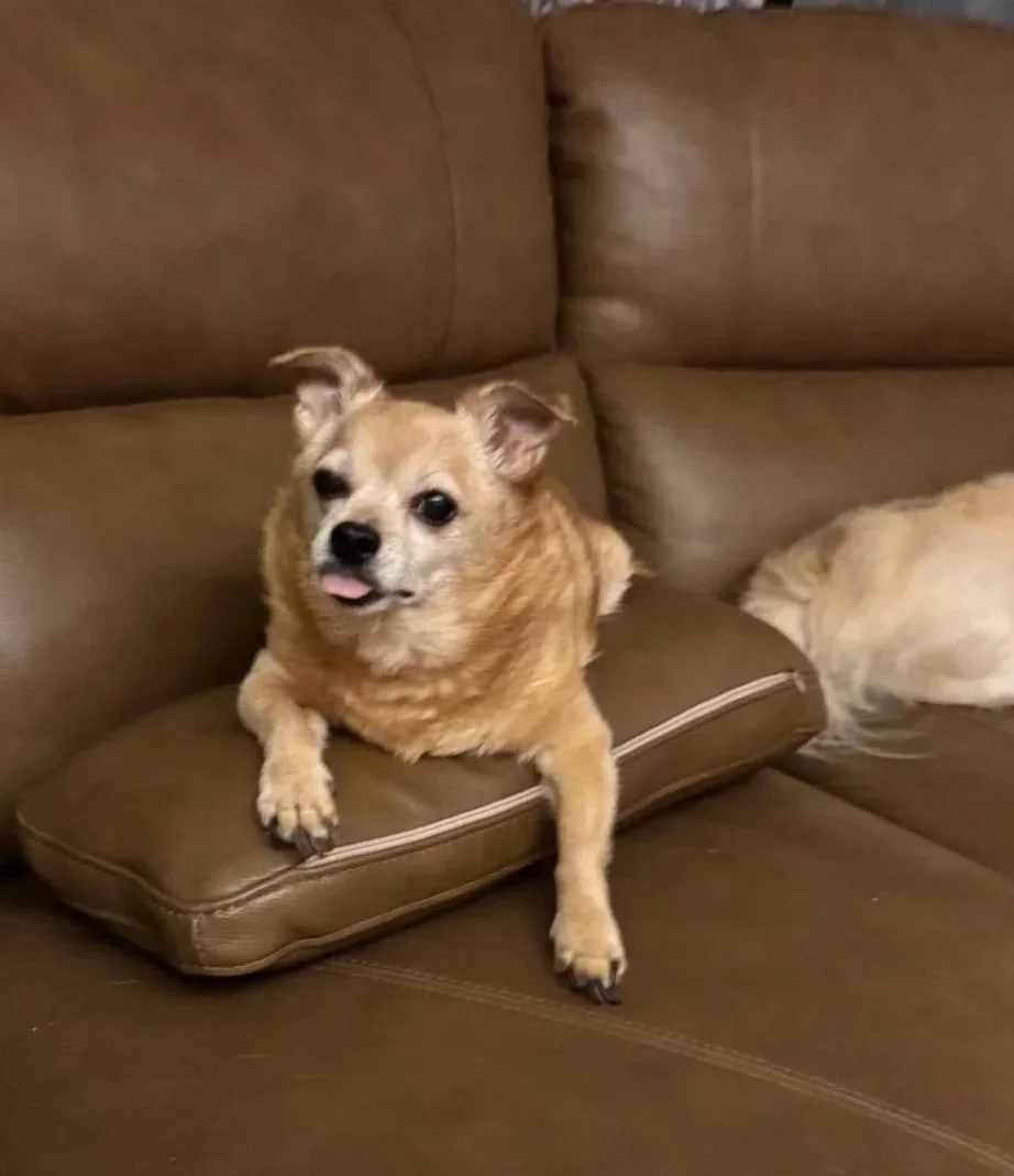 Chase was my constant companion. More than anything he was really funny. He knew how to make me laugh. I used to call him Cheeky Monkey. 🐒 This picture says it all! If I ever cried he’d be right up on my lap. He was a mischievous little guy but such