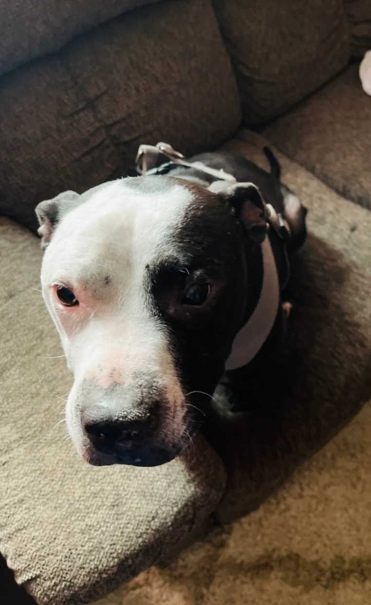 Meet our Buddy. He was super cute with the best temperament you could ever imagine. He knew no stranger and loved everyone. He was for sure a daddy's boy through and through. He liked to argue with mom and sissy though lol. He was 11 years old. He wa