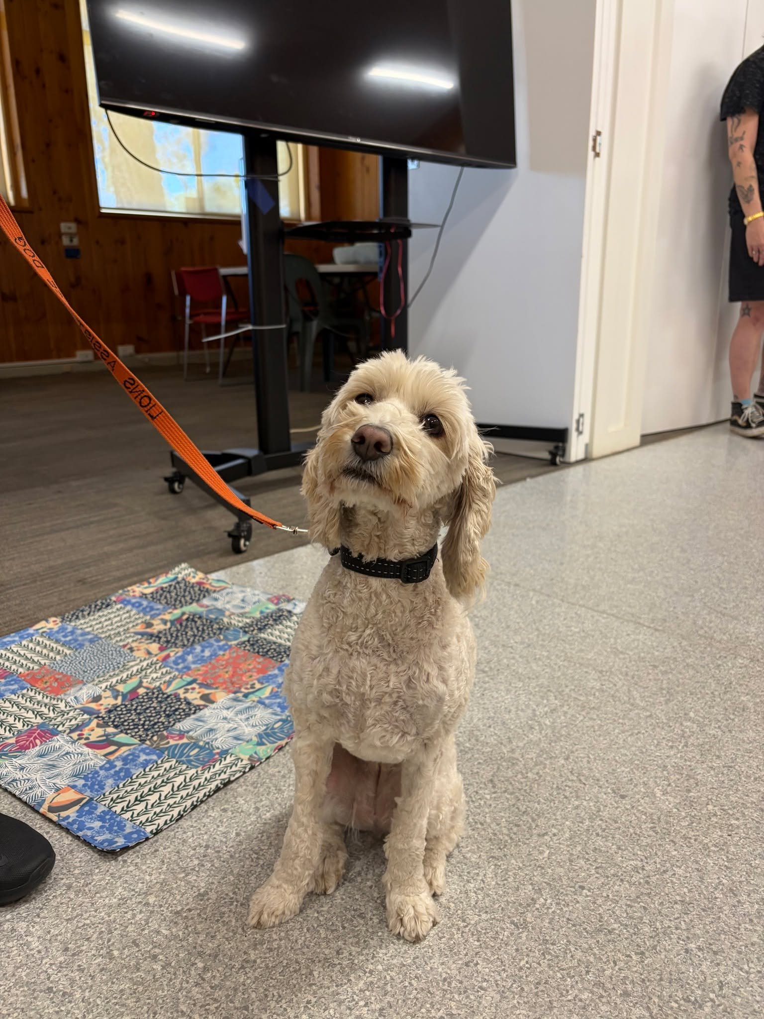 Say hello to Pearl the labradoodle!

This special girl visited Coffee &amp; Co this week, along with Nikki and Jess from Guide Dogs Australia (@guidedogsaustralia) and showed us all the amazing stuff she can do.

All guide dogs are trained in South A