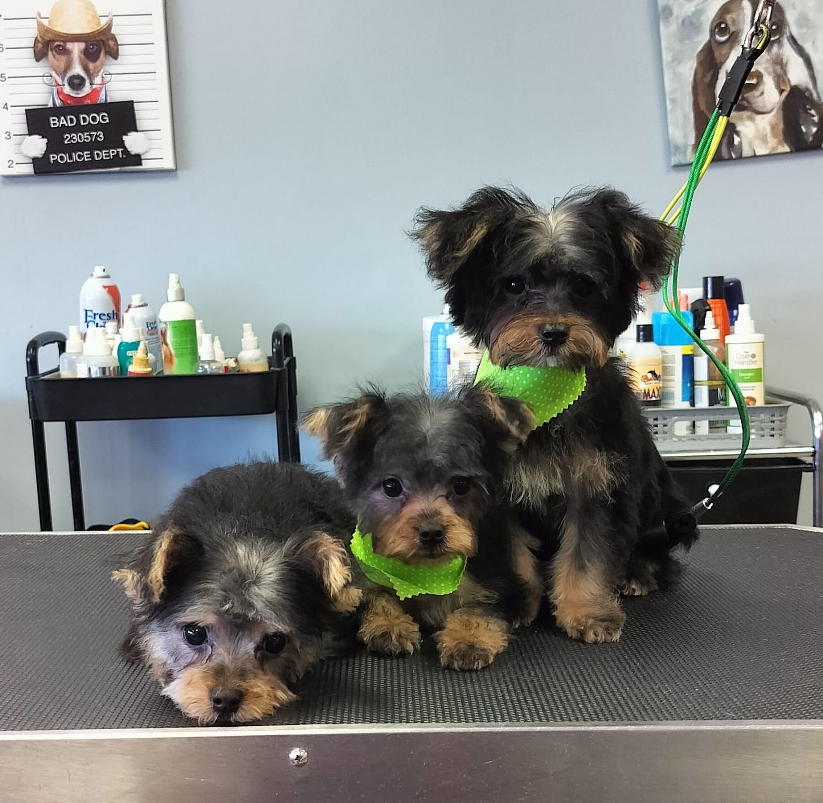Groomer 2.jpg