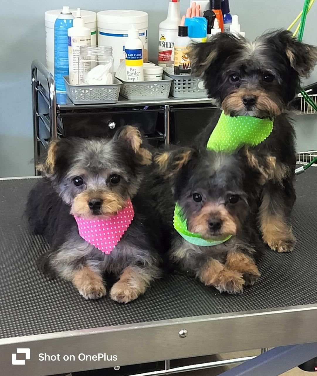 Groomer 1.jpg