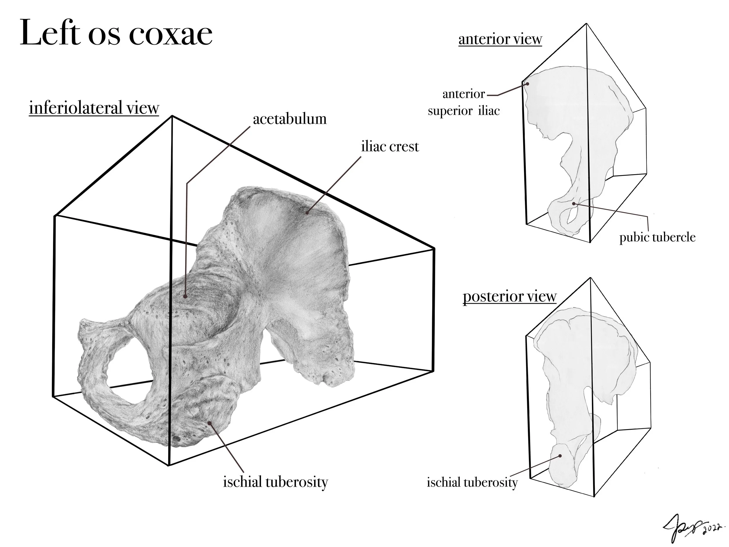 Left Os Coxae - Mixed Media Illustration