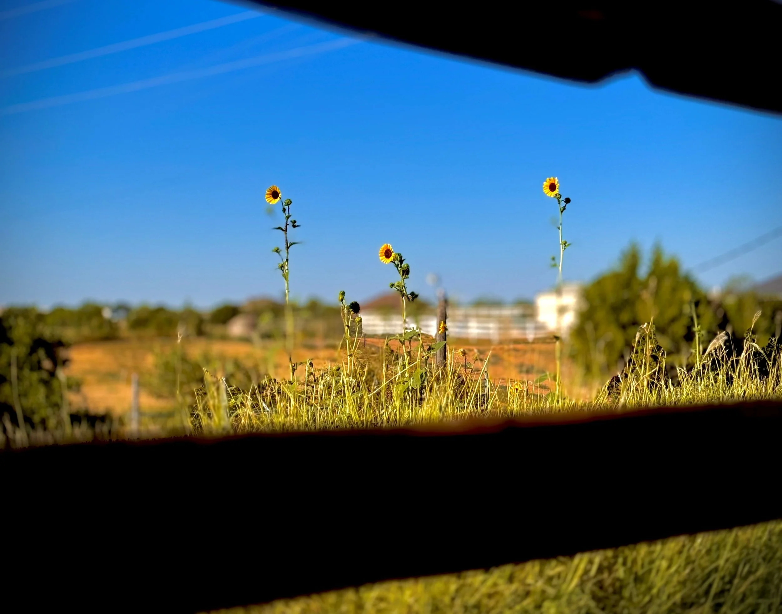 How to Master Smartphone Photography: Tips and Tricks for Stunning Photos