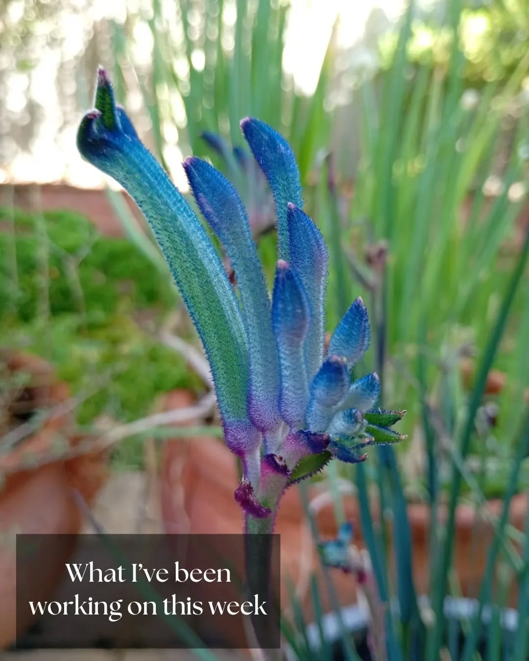 Happy Friday! Here's what's been happening behind the scenes this week. A mix of sewing, admin and garden time, and preparation for tomorrow's market day. 
1- I've been admiring this magnificent blue Kangaroo Paw in our garden. This little plant is