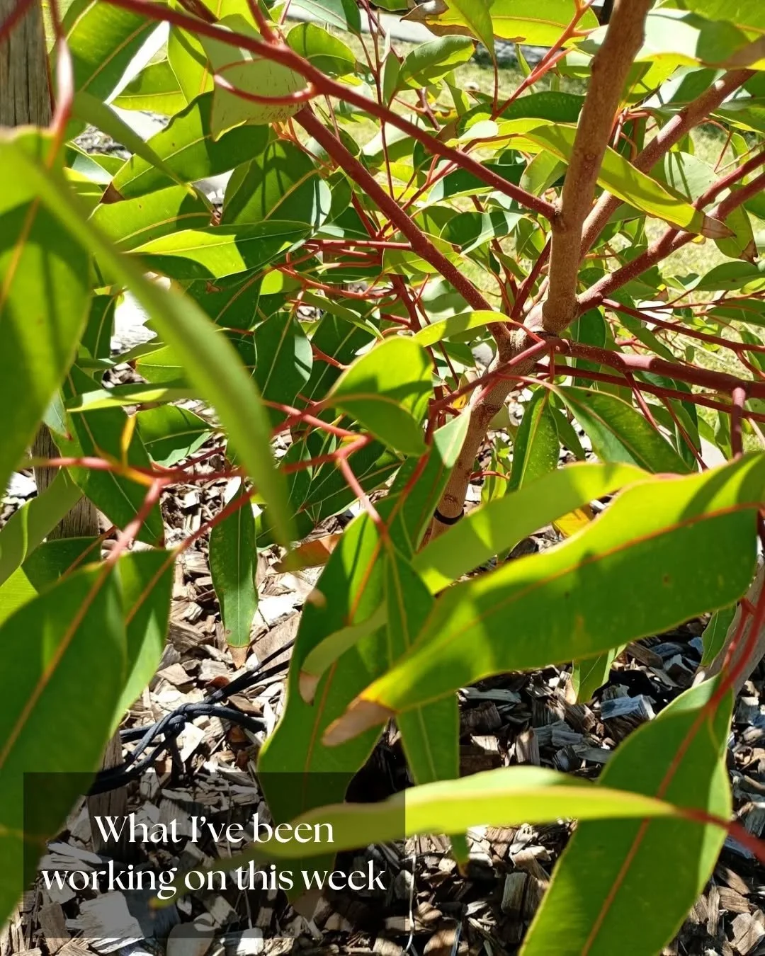 What I've been working on this week:
Yarn dyeing for the pre-ordered Advent Calendar sets. This year's theme is 'Eucalypt Forest' - lots of greens, golden tones and some soft greys in each of the surprise colourways.
If you saw my post a few week