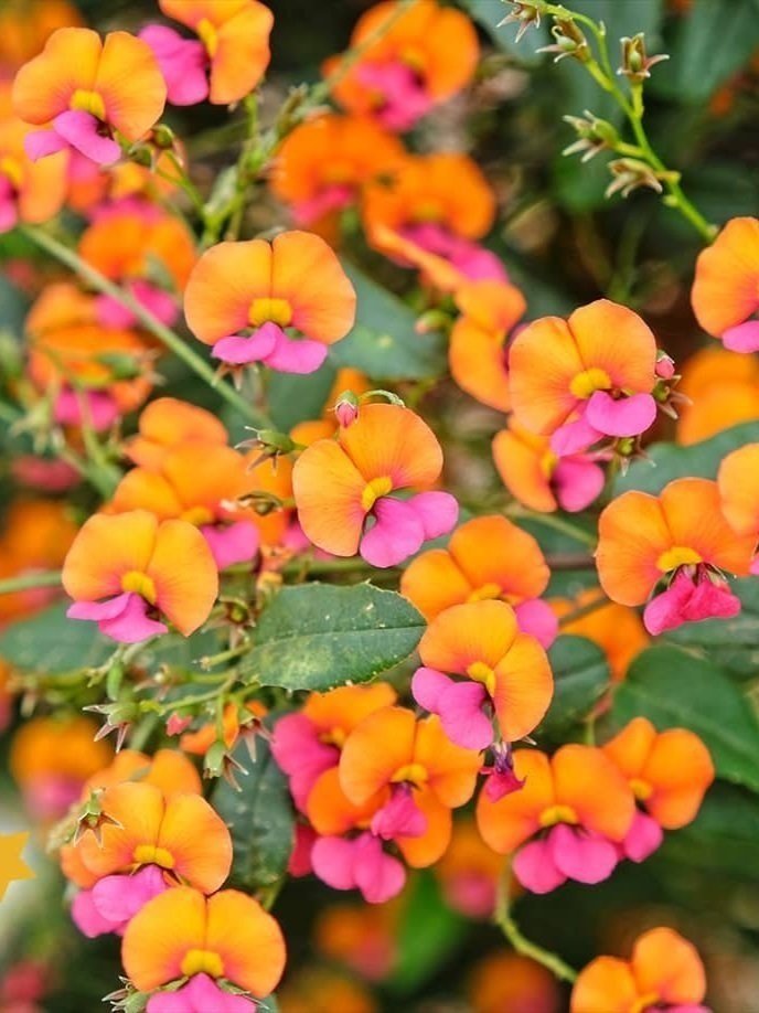 Hello-hello-Plants-Chorizema-%2525E2%252580%252598Heart-Leaf-Flame-Pea-Flowers-Closeup-logo.jpg