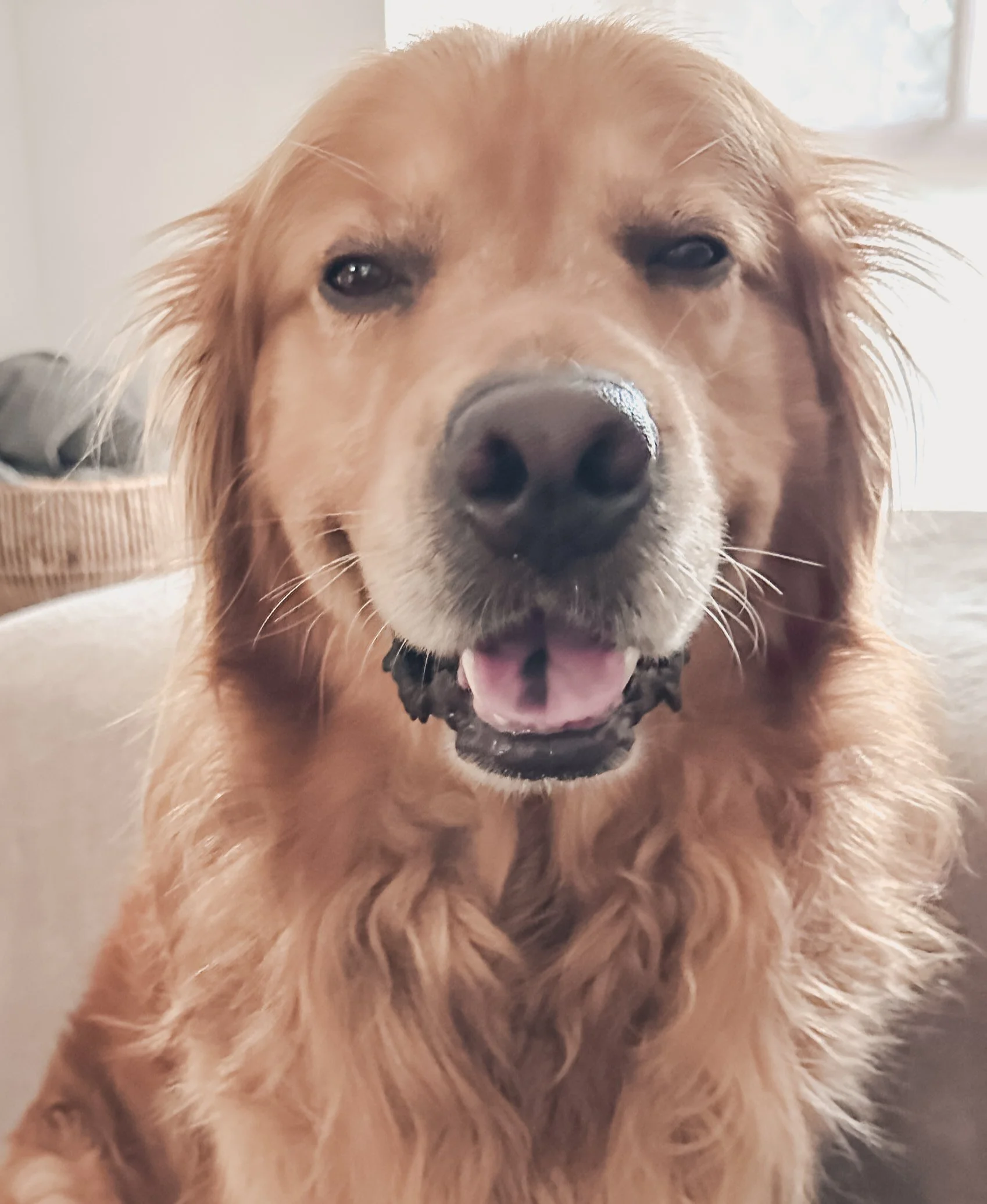 Close-up of a golden retriever dog with a happy expression, tongue slightly out, in a well-lit room.