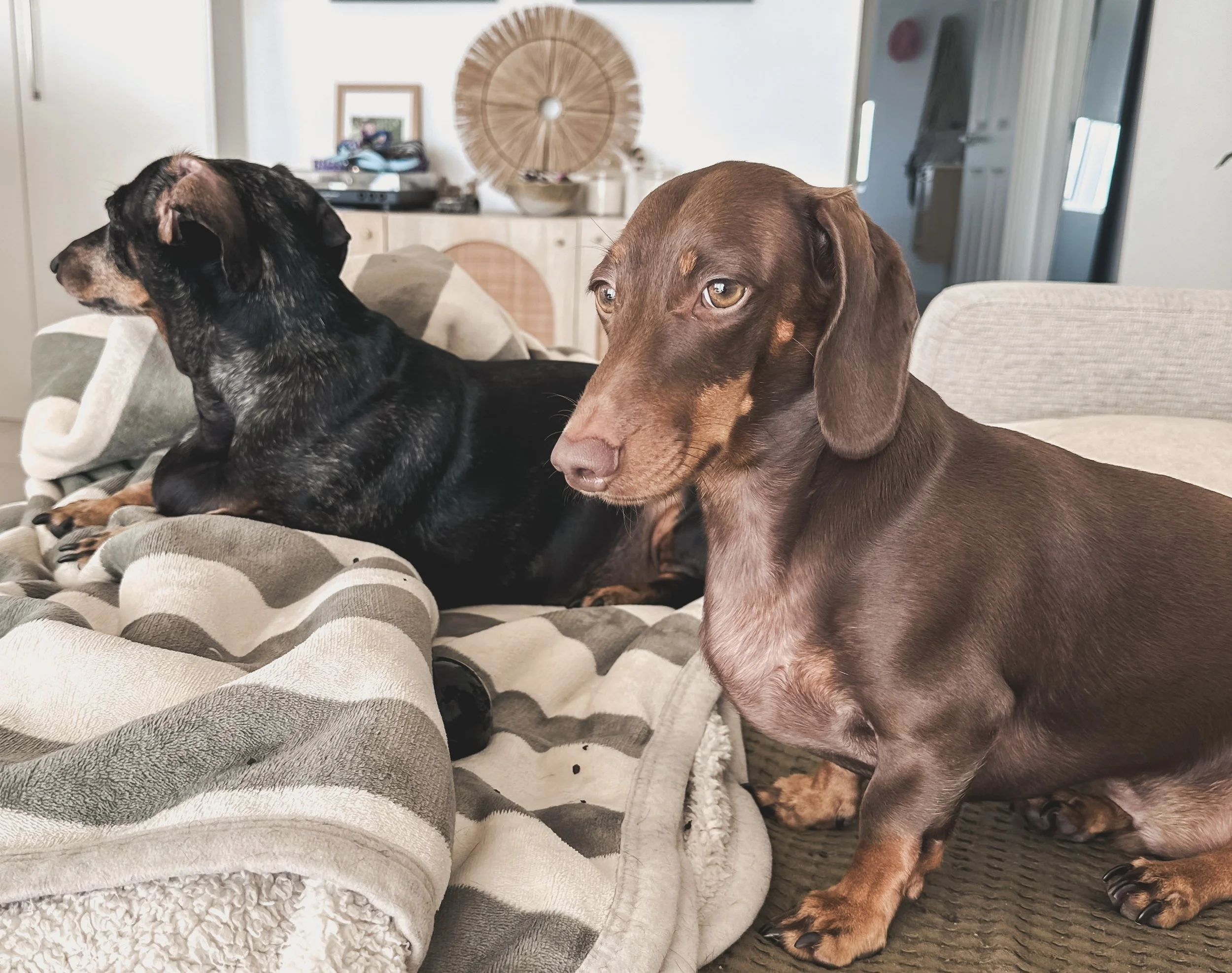 A black and tan dog and a brown dog sitting on a couch in a living room, with a side table and decorations in the background.