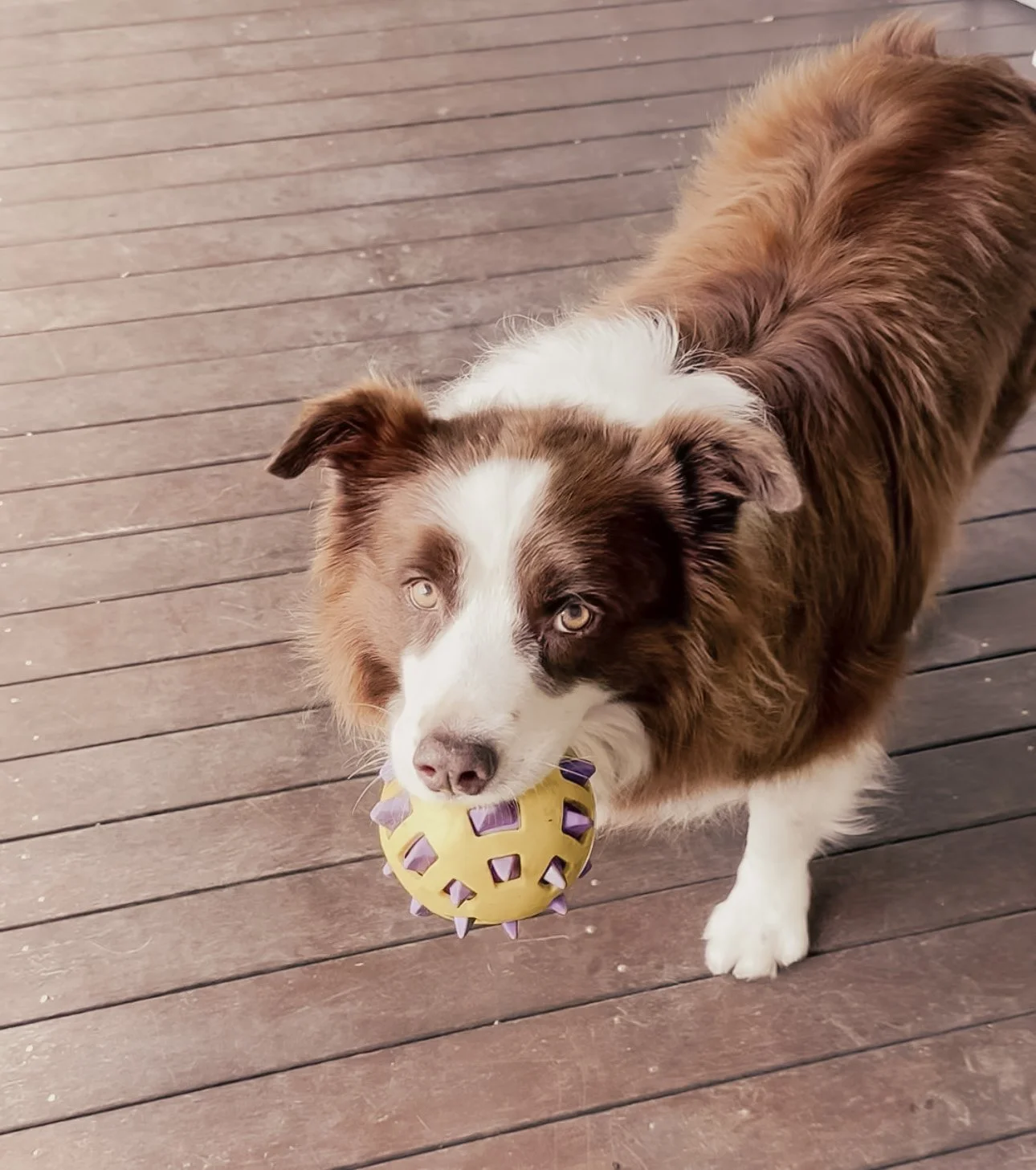An Australian Shepherd dog with blue eyes and a white and brown coat, holding a yellow rubber ball with purple spikes in its mouth, standing on a wooden deck.