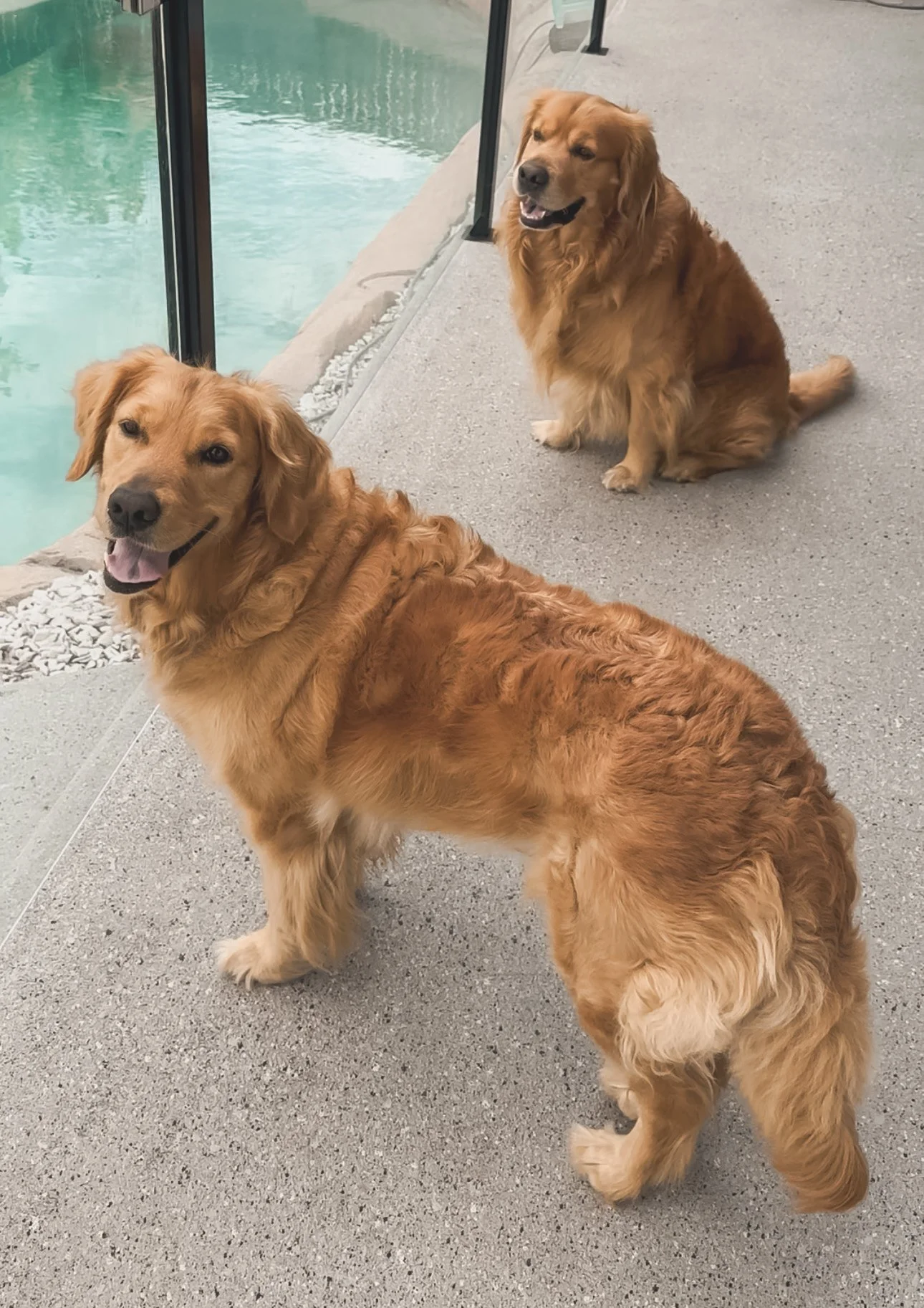 Two golden retriever dogs near a glass railing by a body of water, one lying down and the other sitting, both looking relaxed and content.