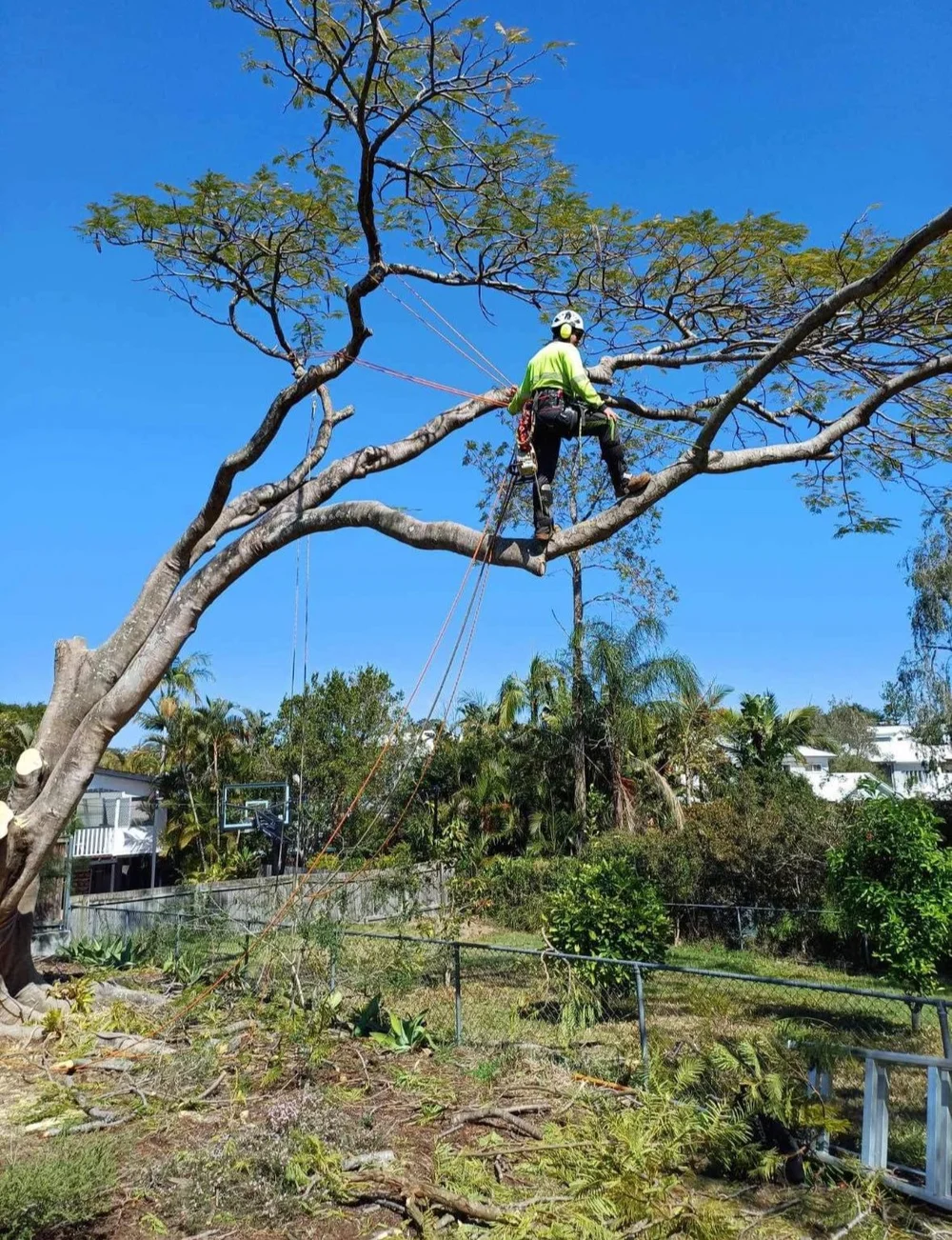 Arborist Services - Tree Dynamics - Moreton Bay & Sunshine Coast