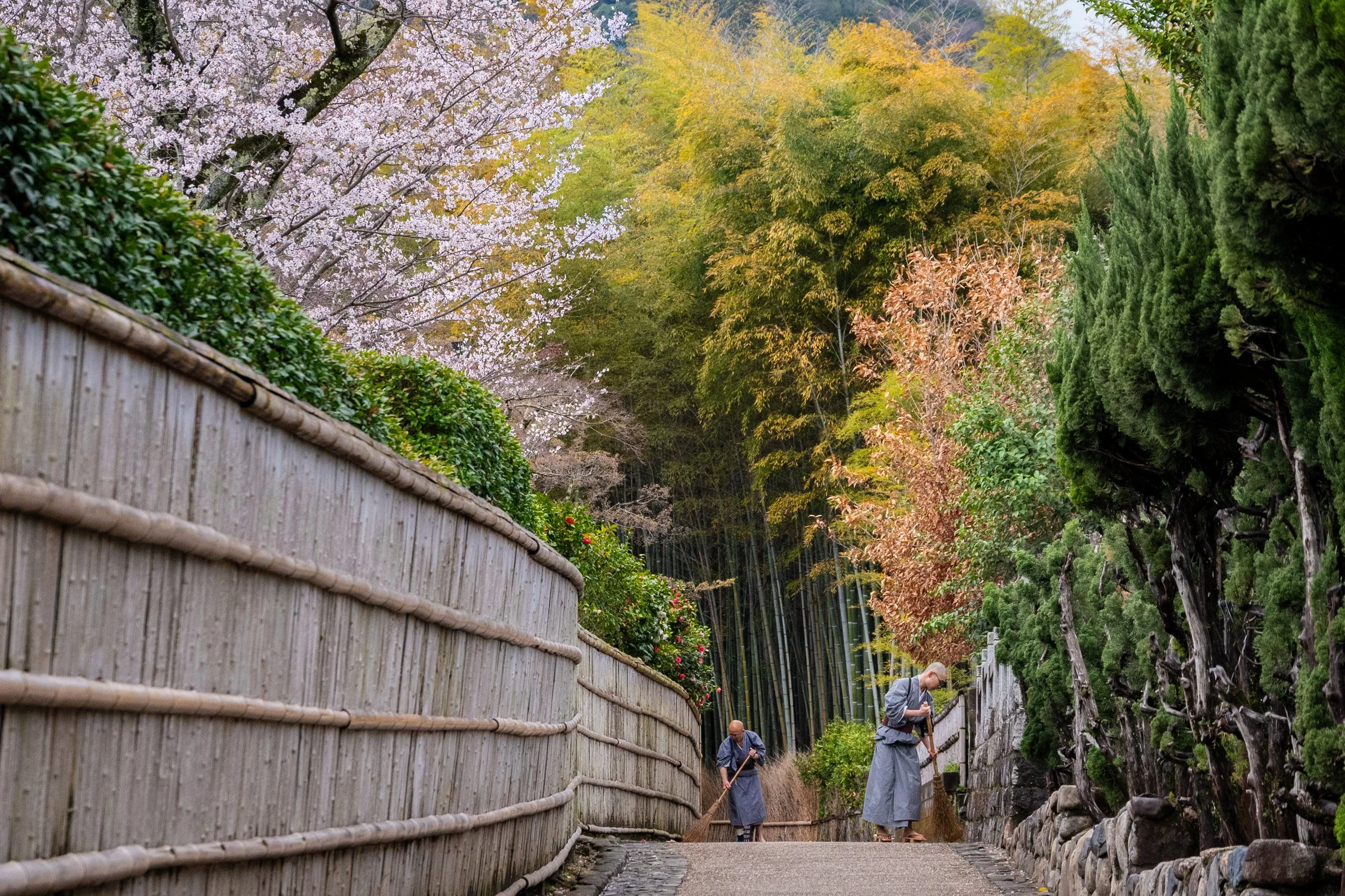 Arashiyama Bamboo Grove - Ukyo, Kyoto, Japan