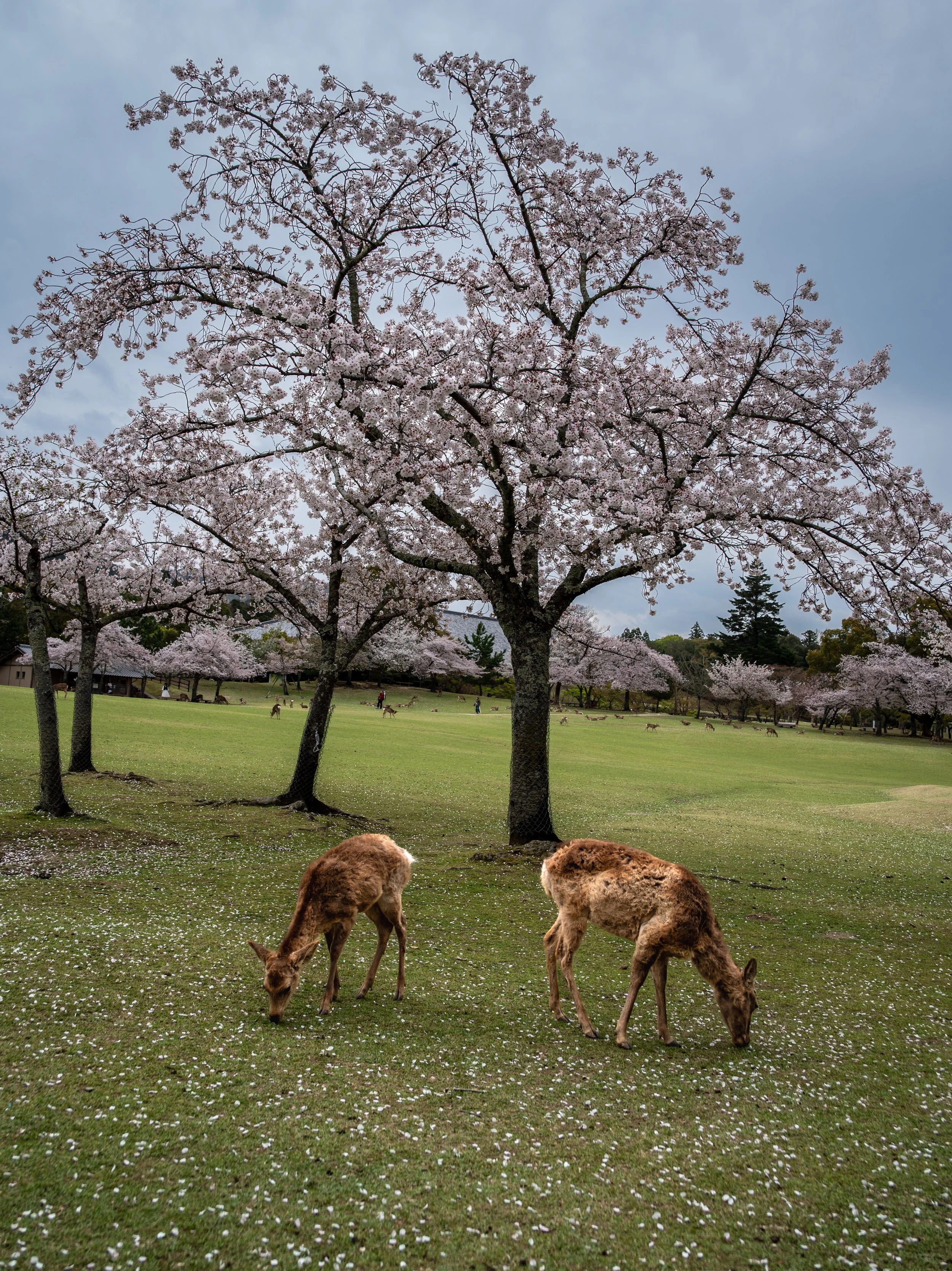 Nara Park - Nara, Japan