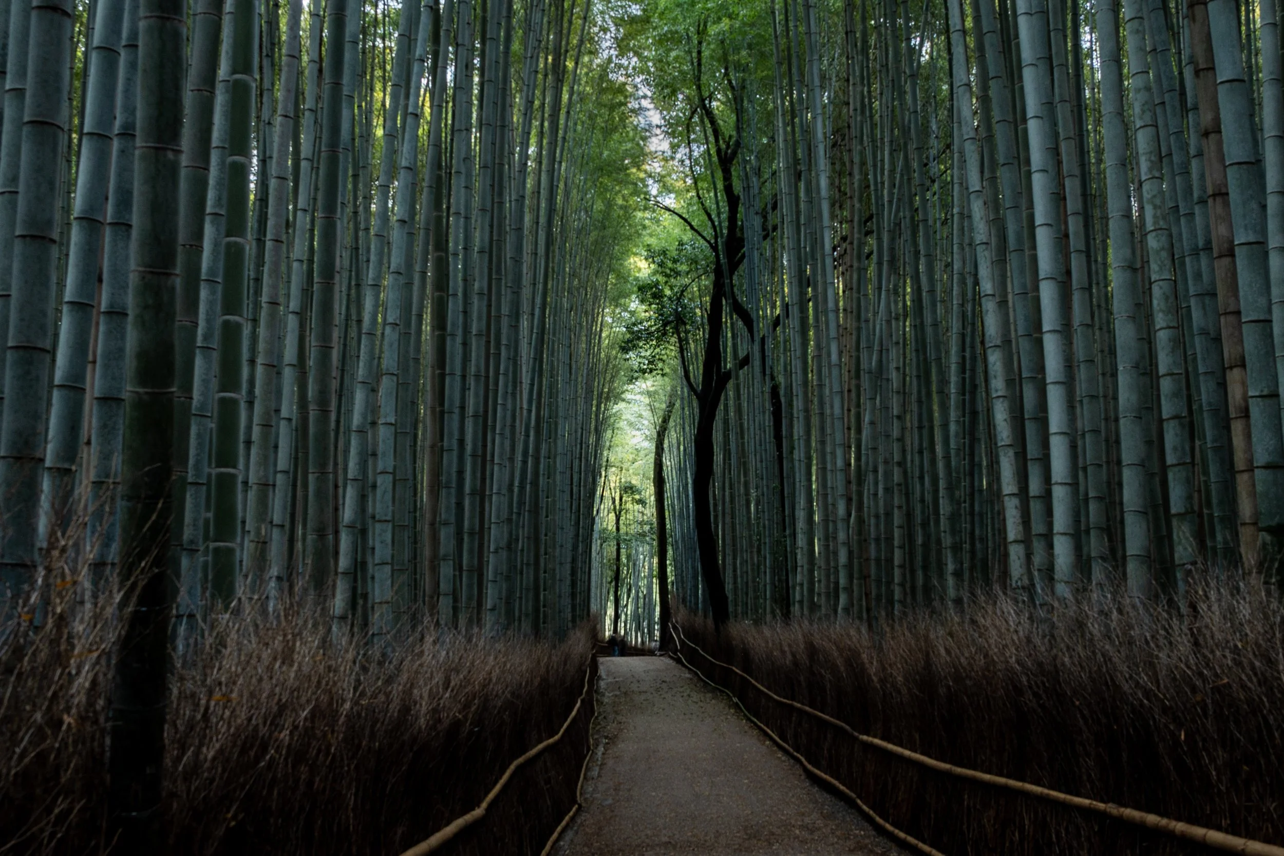 Arashiyama Bamboo Grove - Ukyo, Kyoto, Japan
