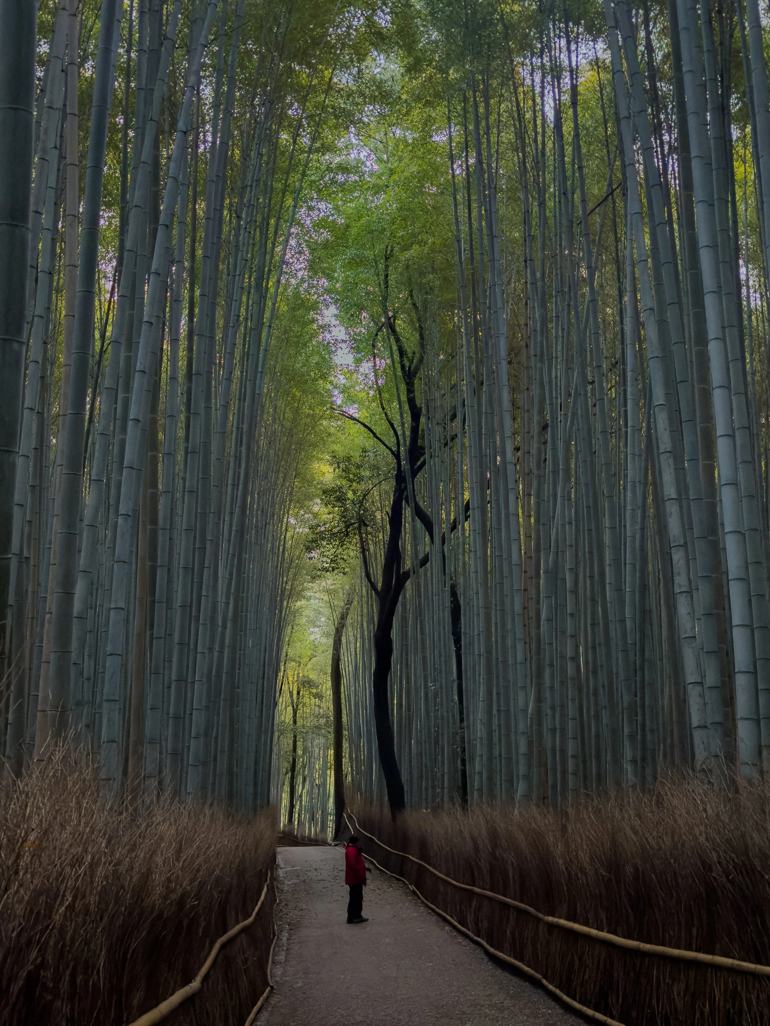 Arashiyama Bamboo Grove - Ukyo, Kyoto, Japan