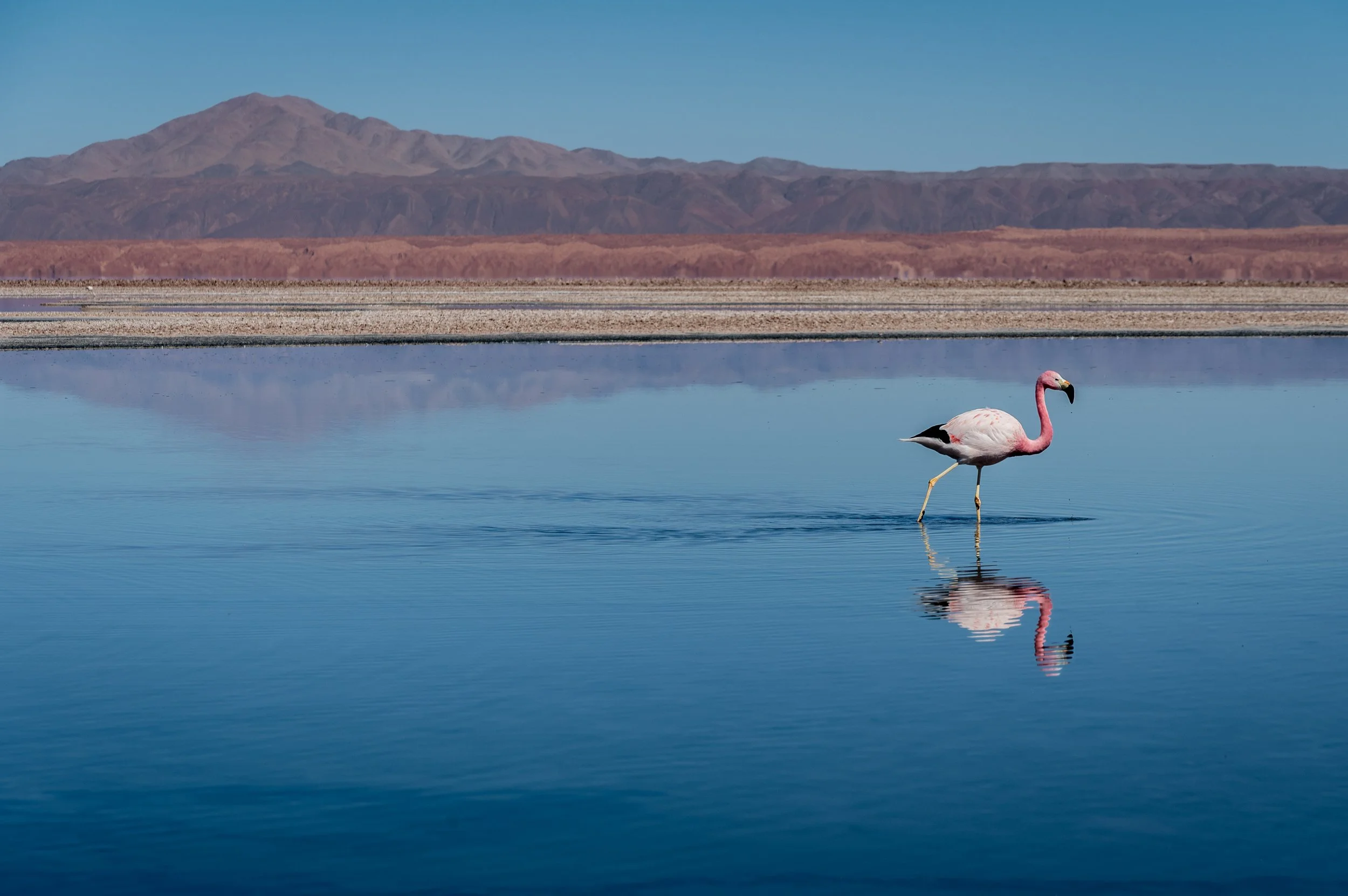 Laguna Chaxa - Atacama Desert, Chile
