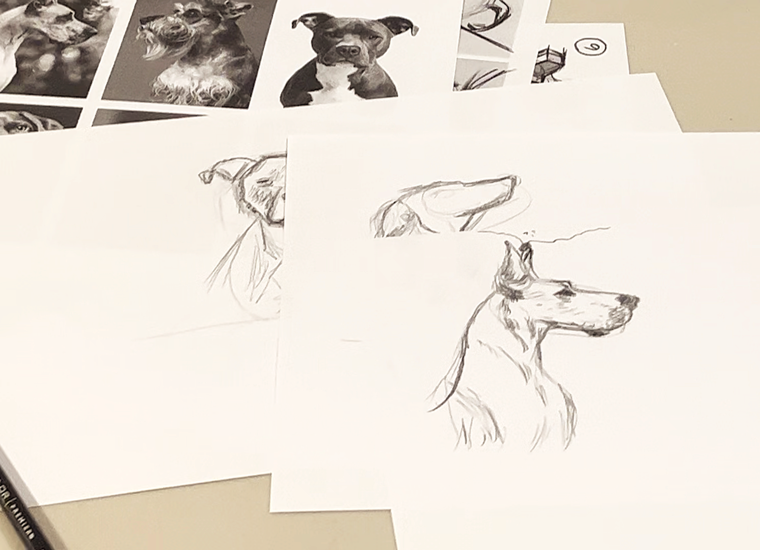 Student dog sketches created during a beginner Learn to Draw Dogs workshop in Sydney.