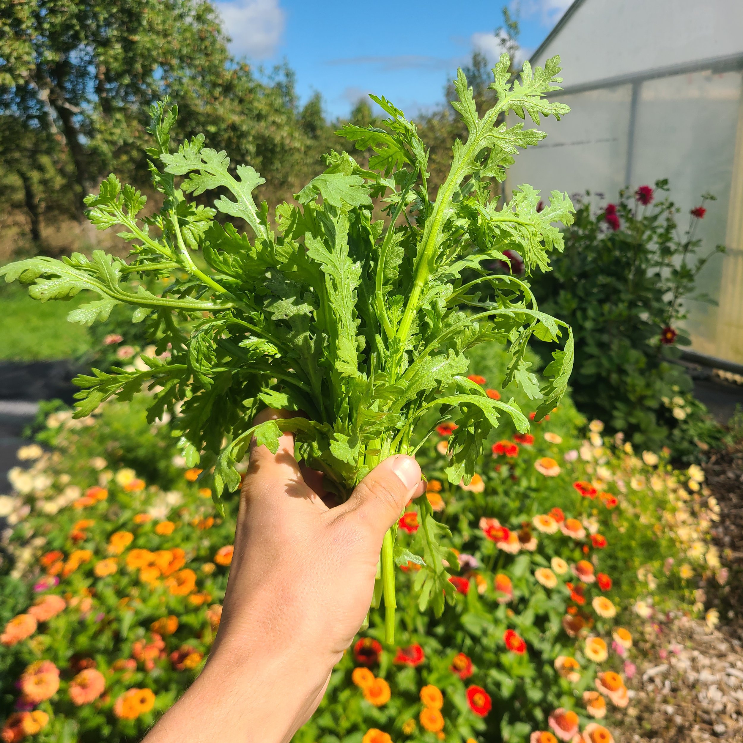 Summer Vege Bag - Week 12