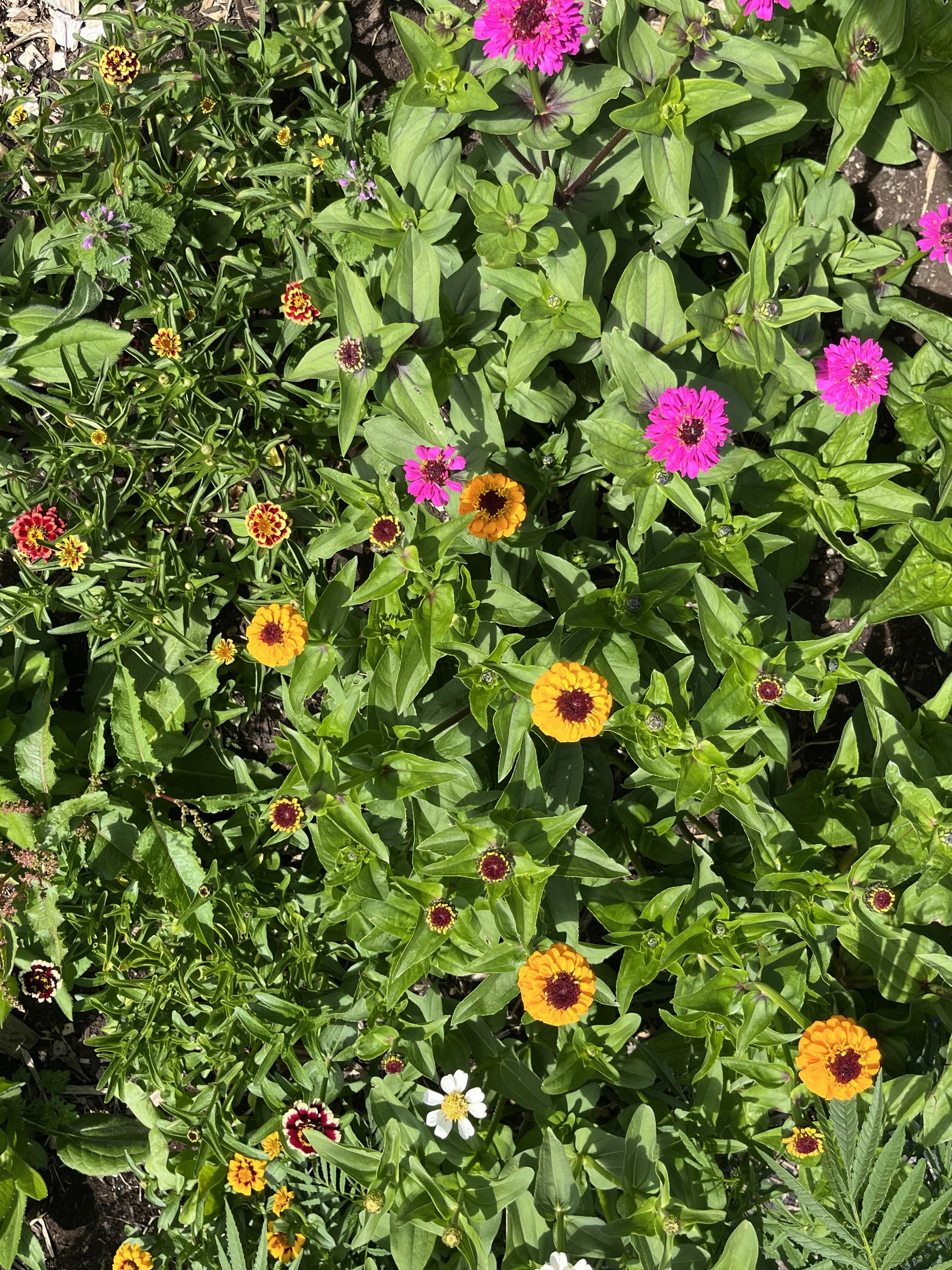 Summer Vege Bag - Week 10