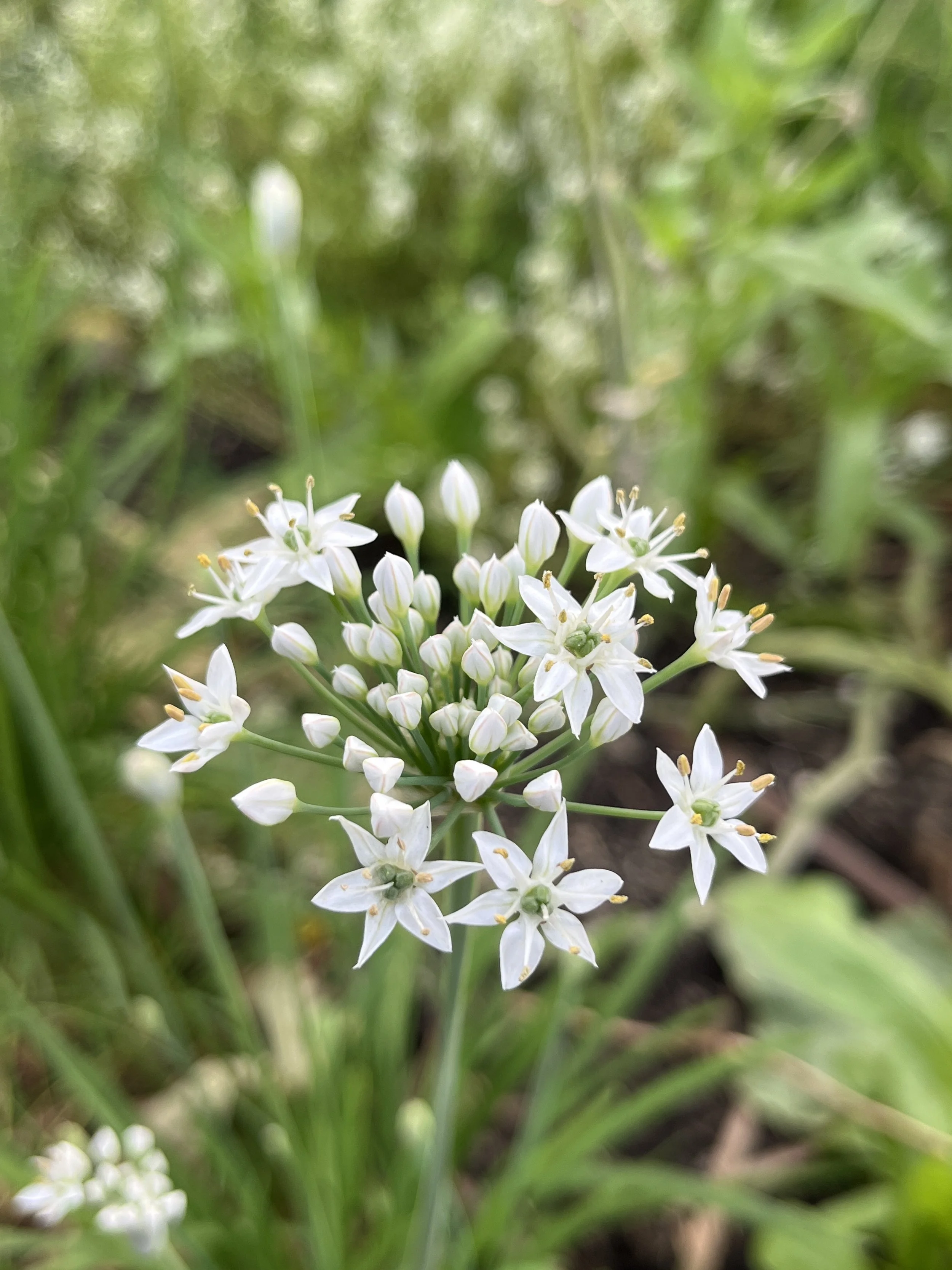 Summer Vege Bag - Week 6