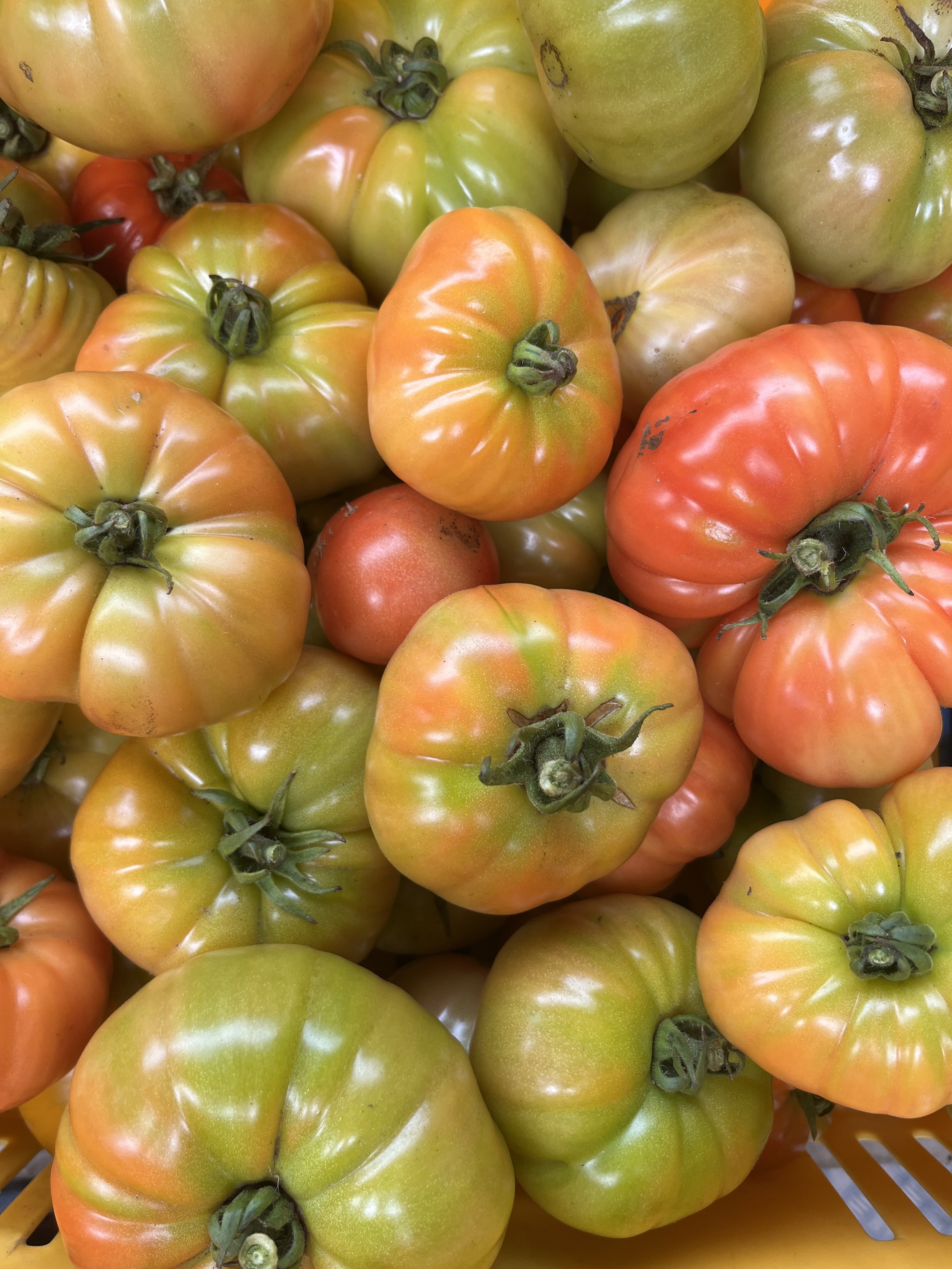 Summer Vege Bag - Week 9