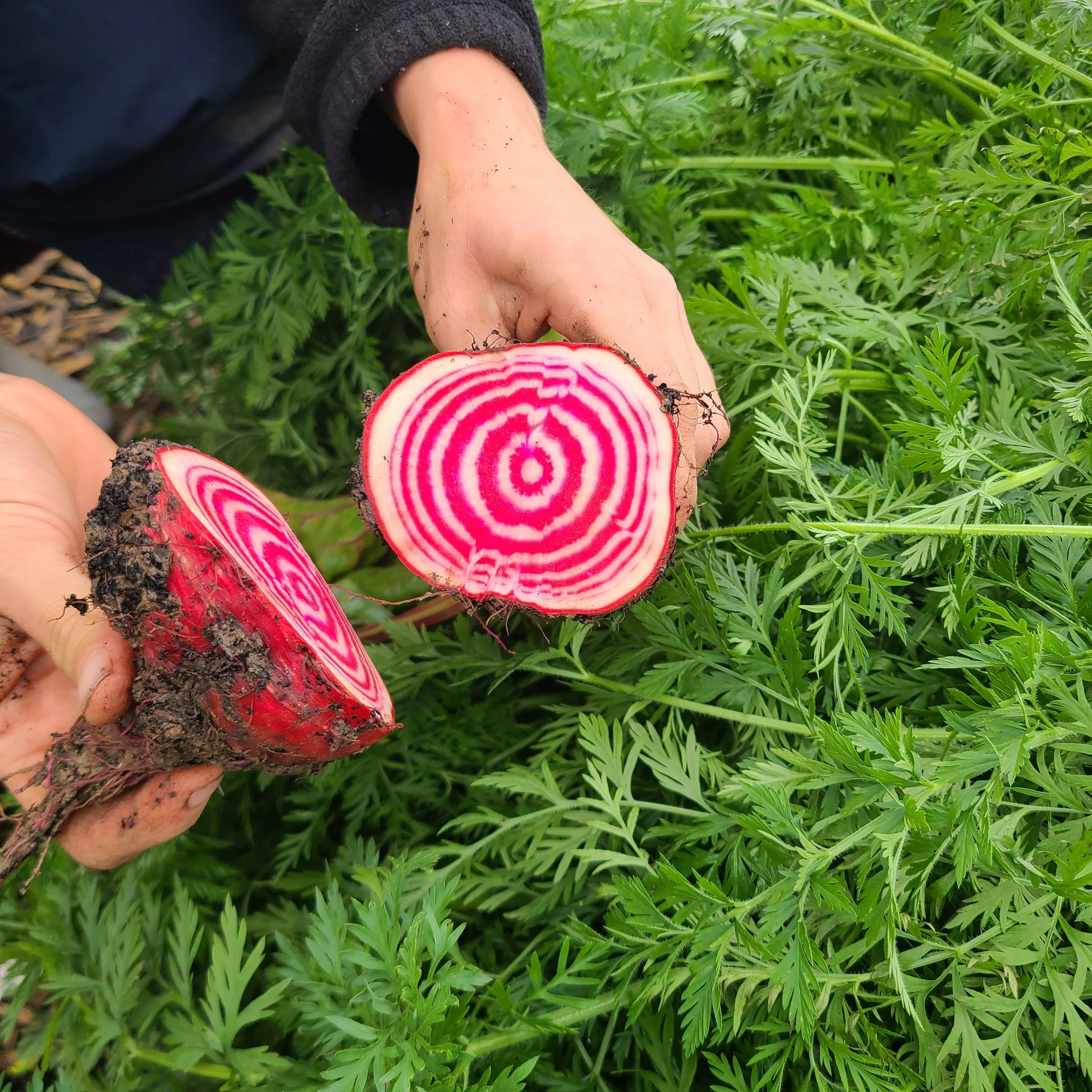 A chioggia beetroot, sliced in half, with carrot foliage in the background