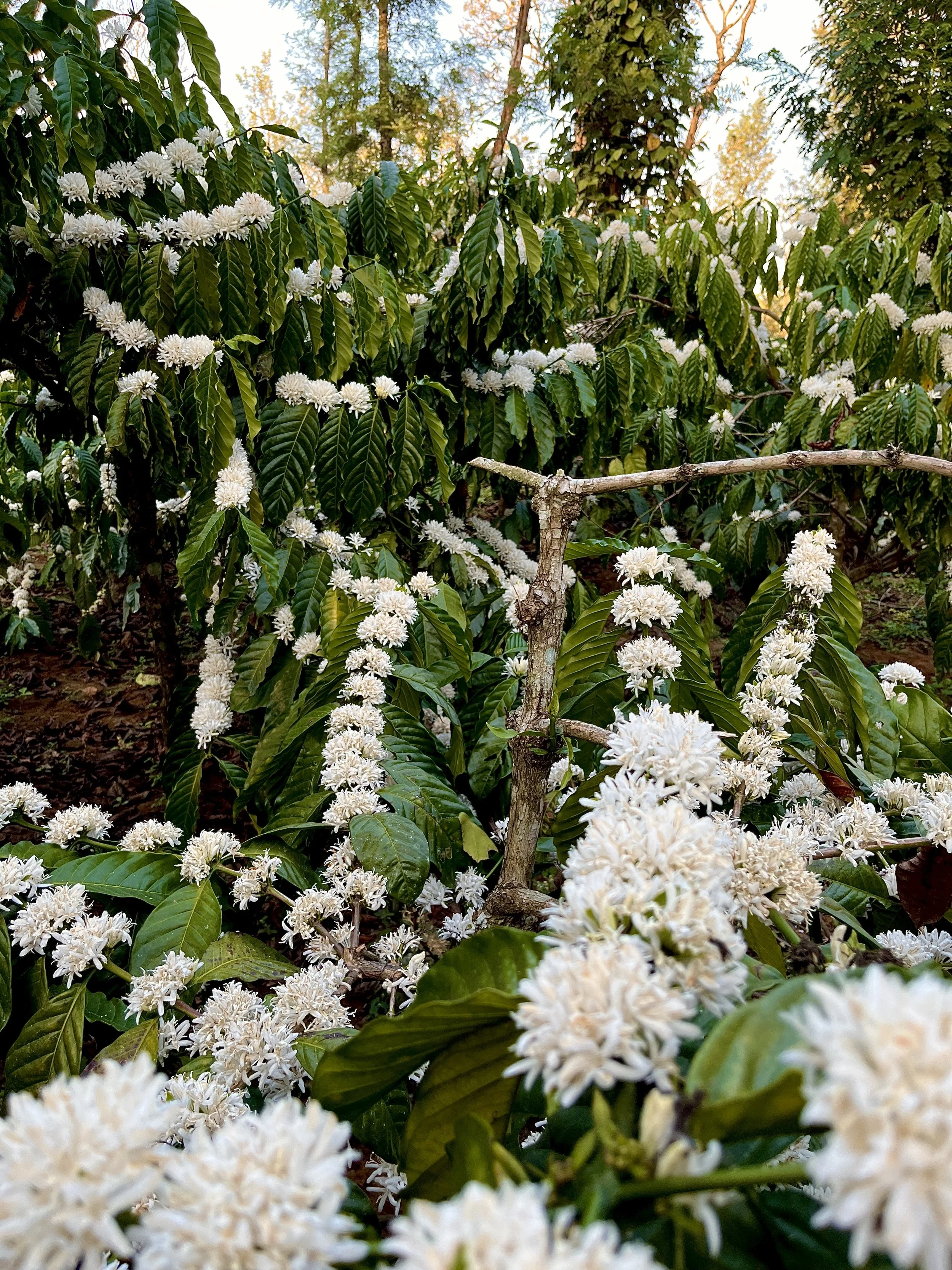 BIO NACHHALTIG FAIR 1.JPEG