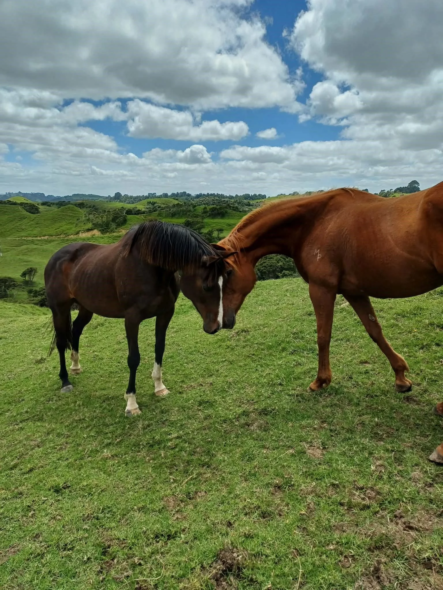 a5e93969-9c2d-4e86-8ae0-8d58a02cb794 (1).jpeg